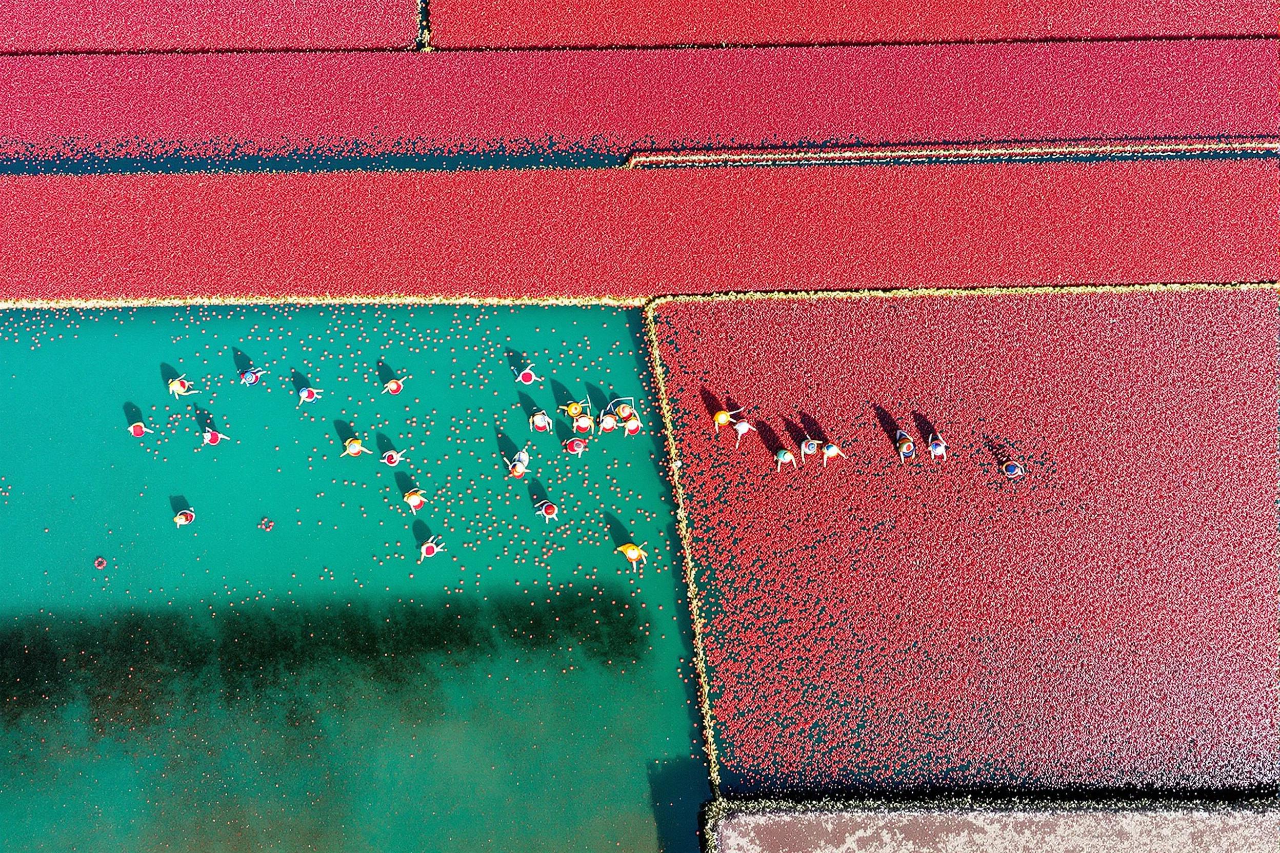 Aerial View of Cranberry Harvest