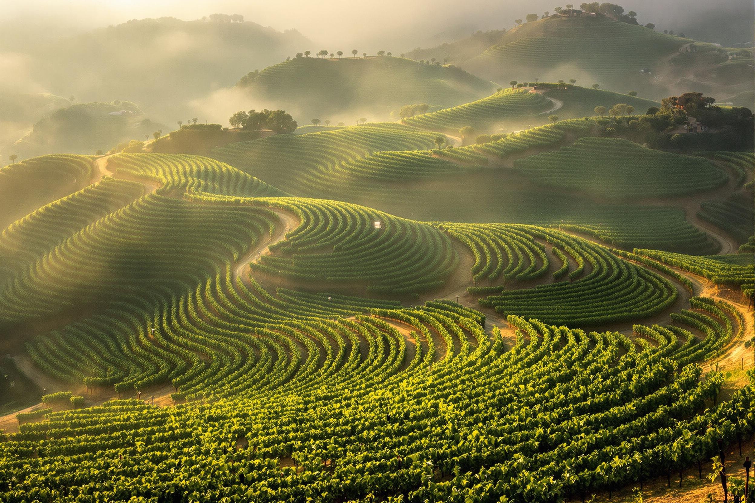 Aerial Morning Mist Over Terrace Vineyards