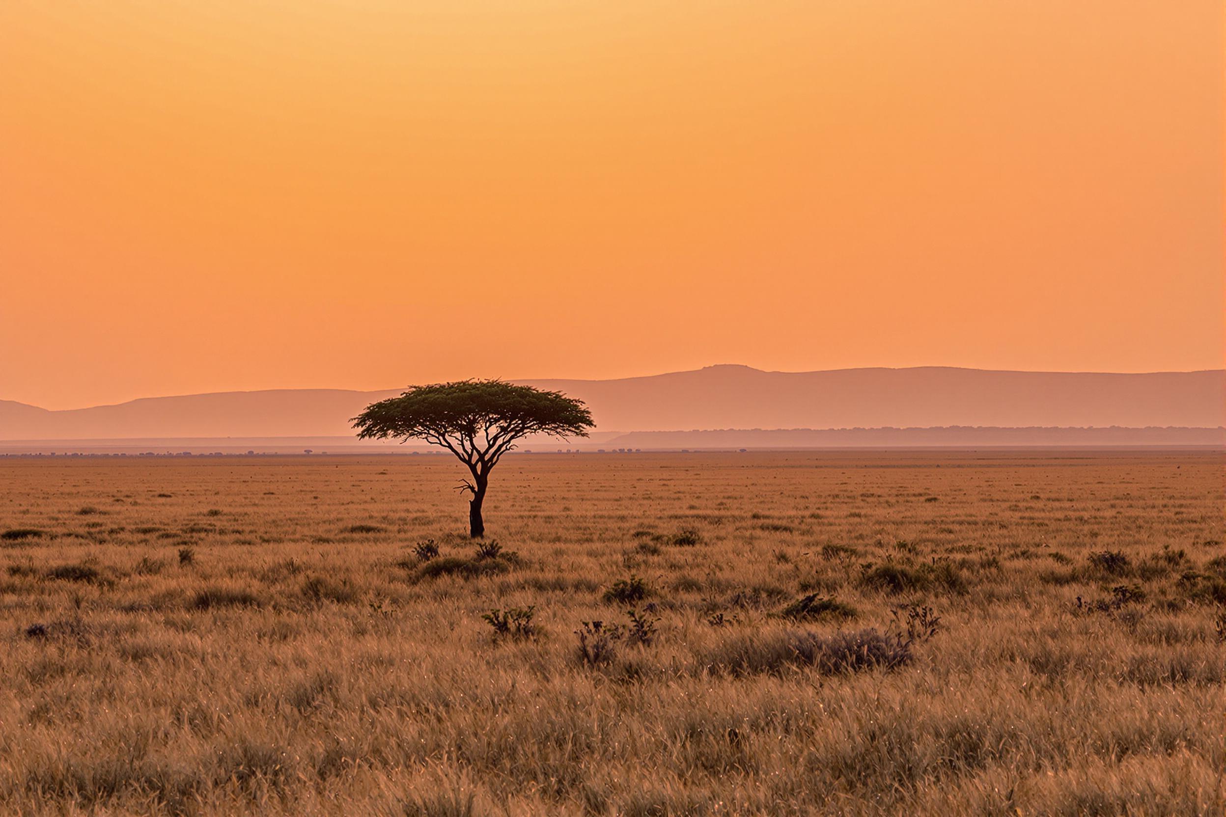 A vast African savannah stretches into the horizon, bathed in the warm, amber glow of a setting sun. The silhouette of a solitary acacia tree rises above golden grasses swaying gently in the breeze. Subtle hills fade into the ochre distance under a gradient sky transitioning from orange to indigo hues.