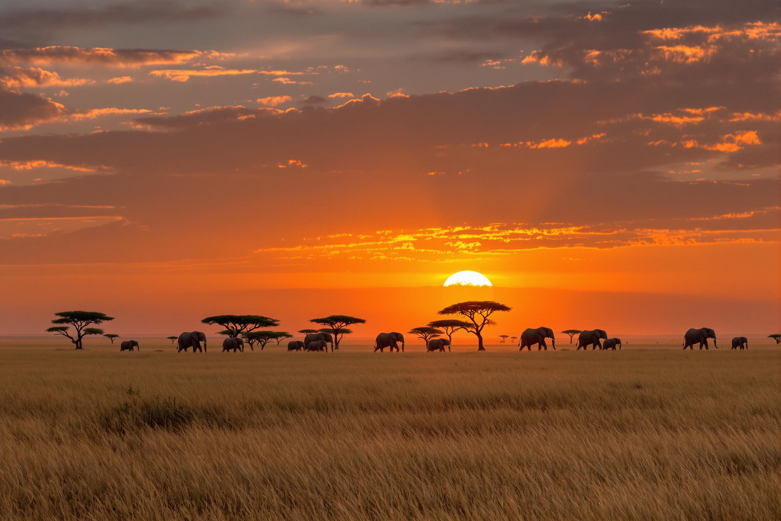 Majestic Elephant Herd Crossing African Savanna at Dusk