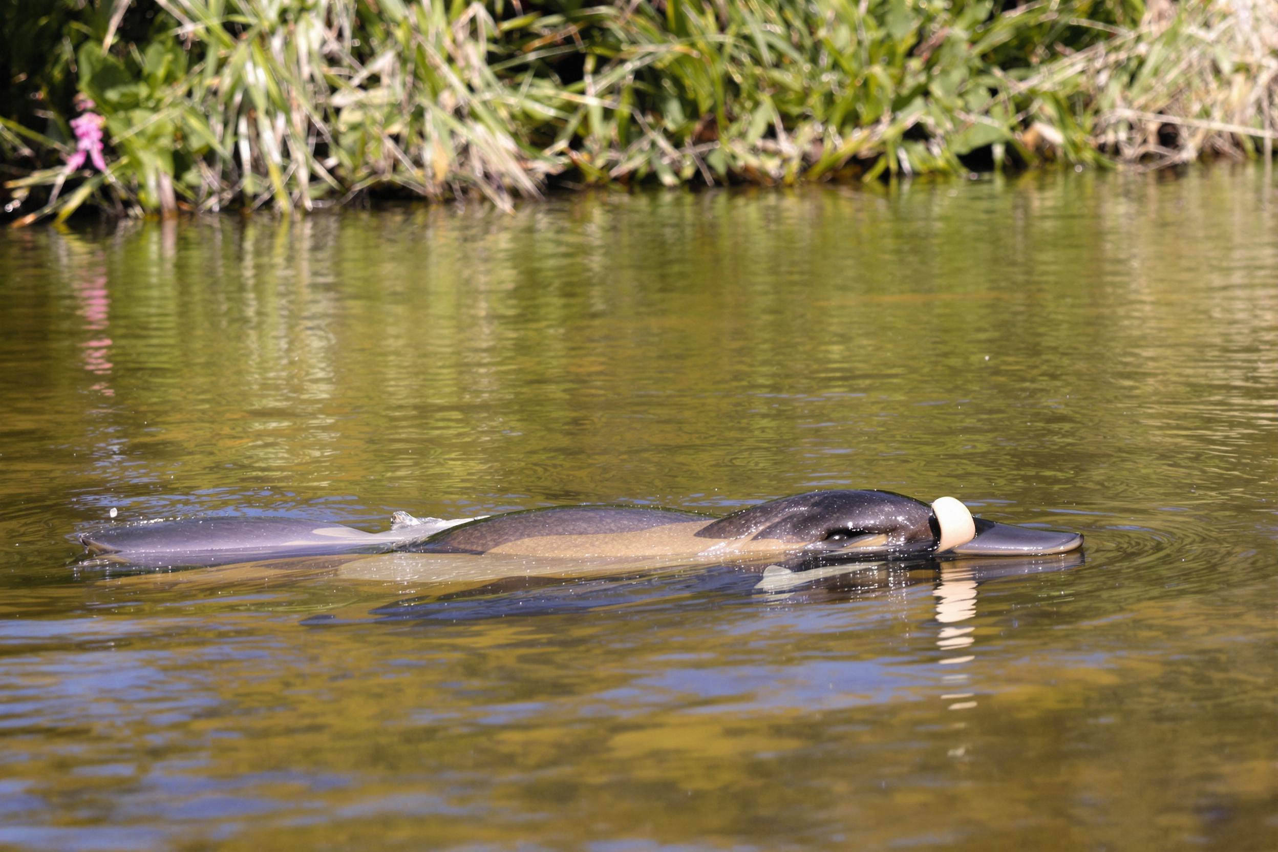 Majestic Platypus Glides Through Crystal-Clear River