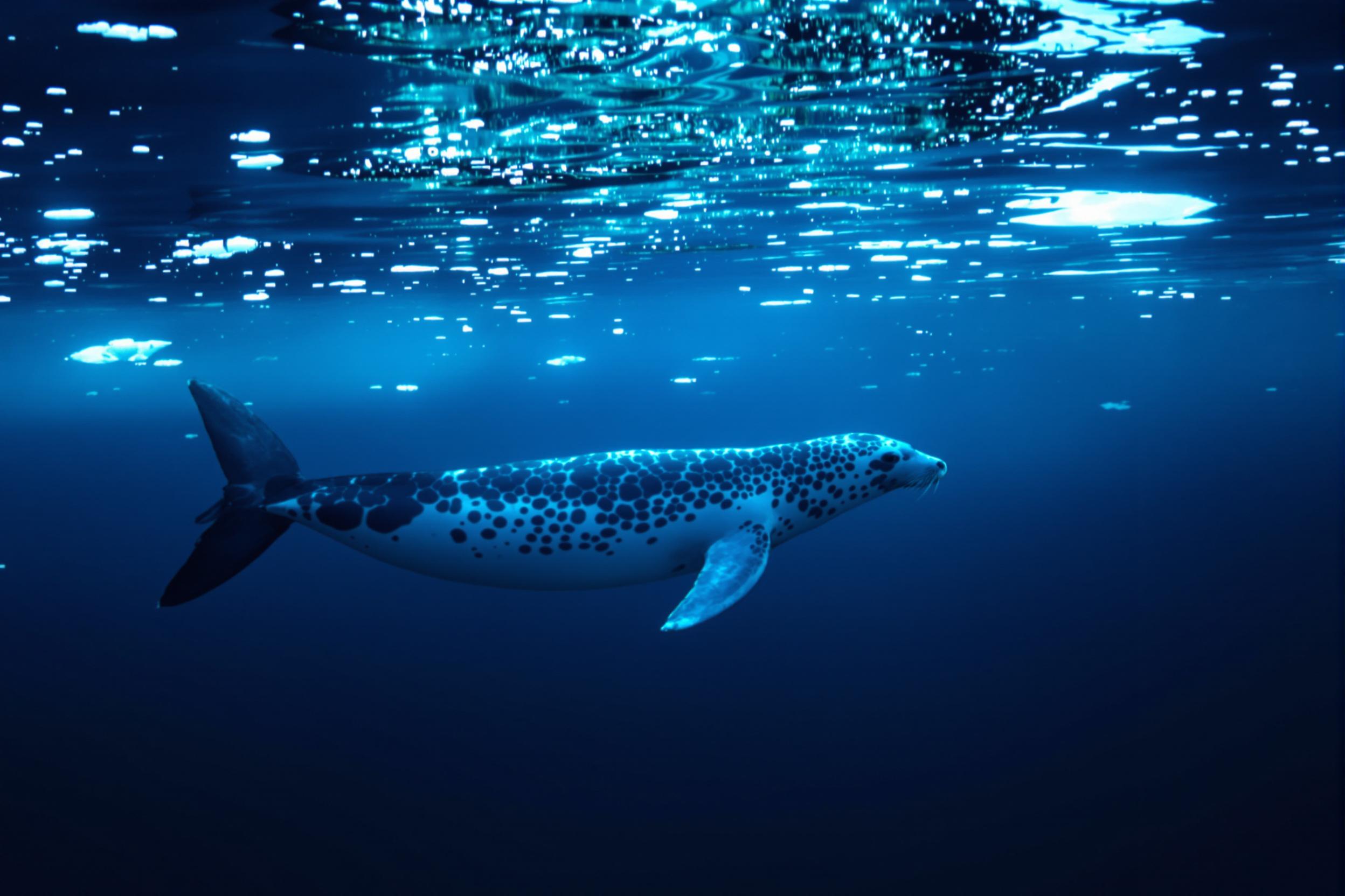 Majestic Leopard Seal Gliding Through Antarctic Waters