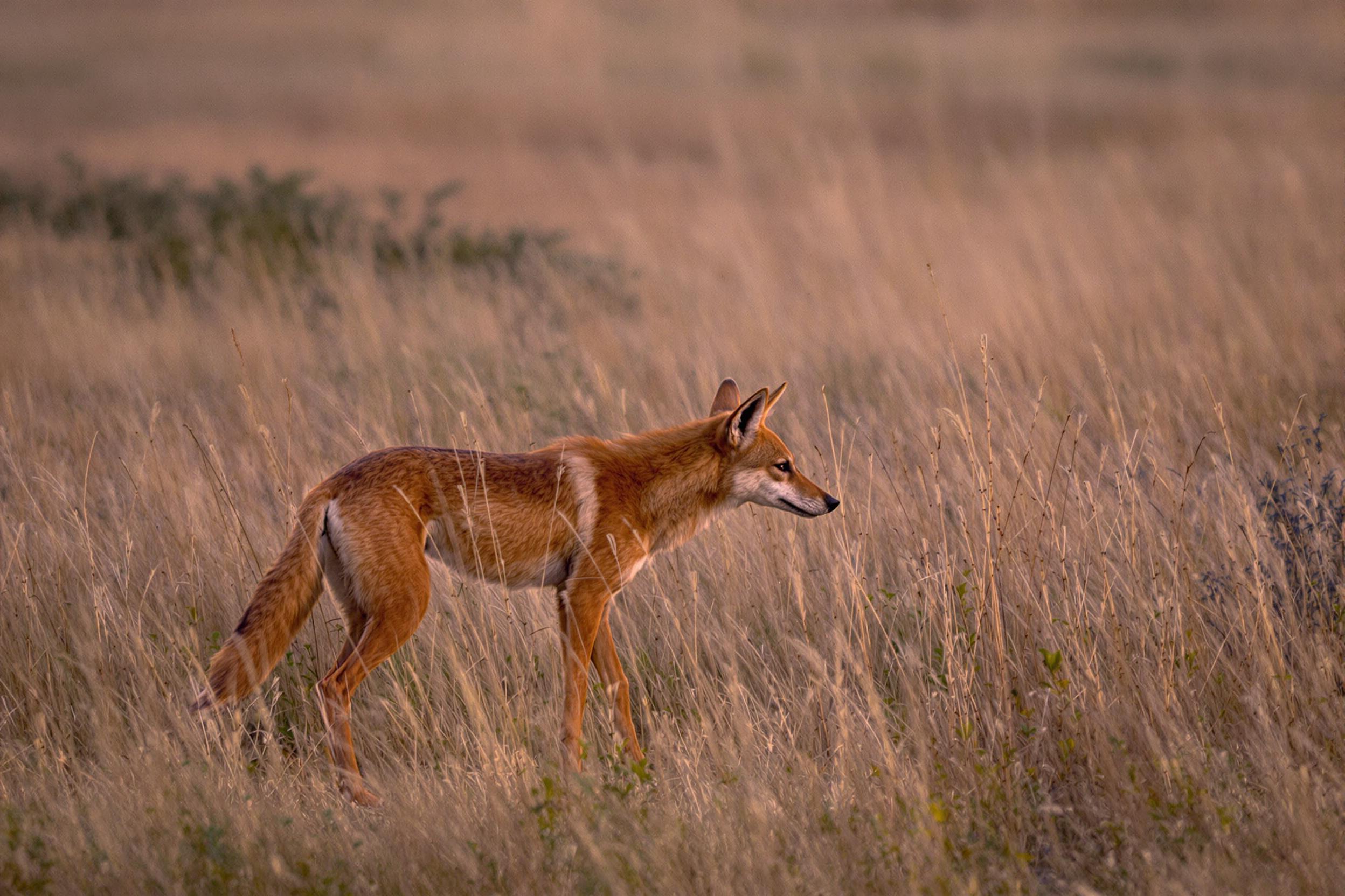 Majestic Maned Wolf in Cerrado Grasslands at Twilight