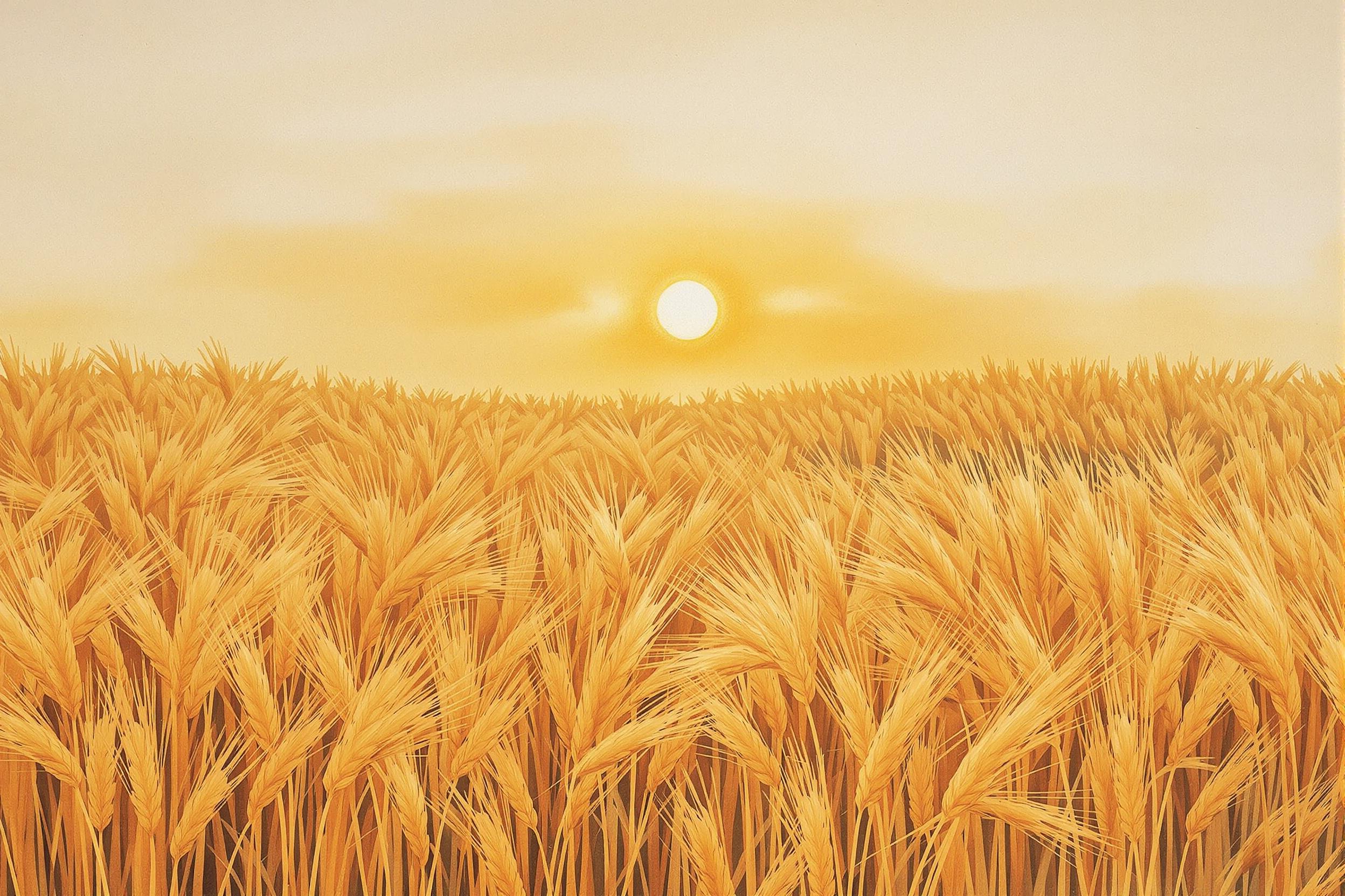 Harvested Wheat Under Golden Sunset