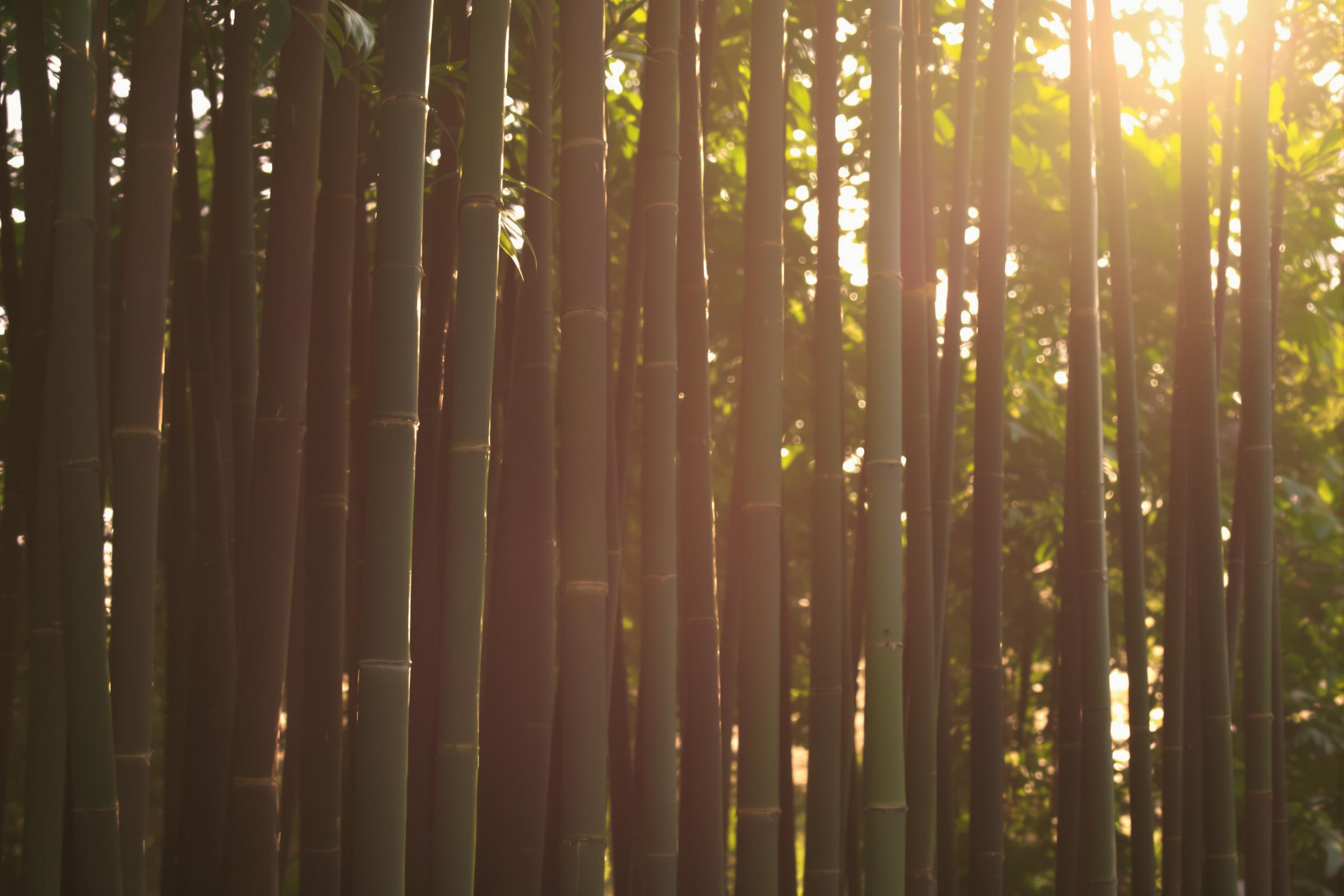 Golden Sunset Through Bamboo Grove