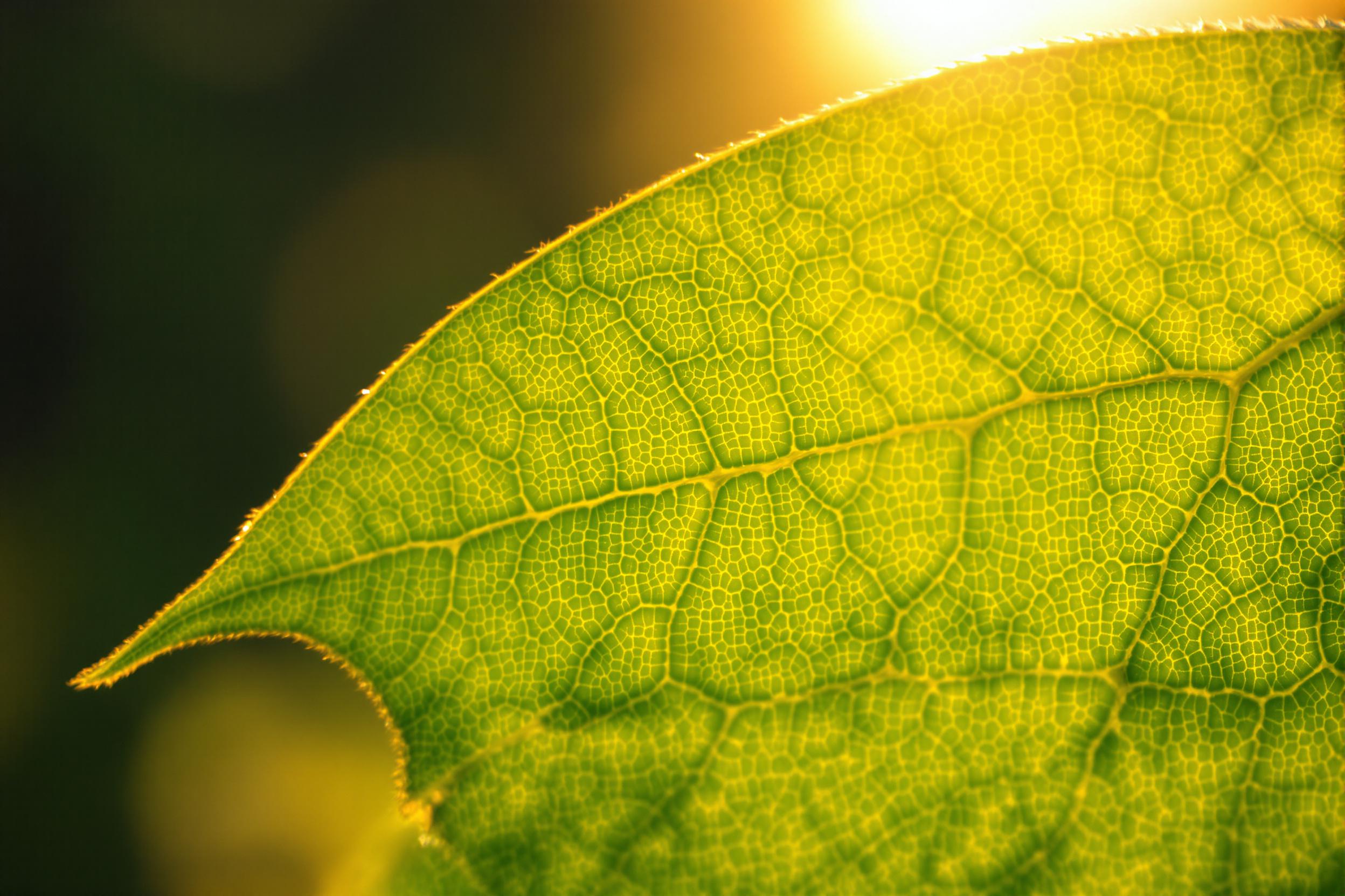 Macro Leaf Vein Pattern with Natural Sunlight