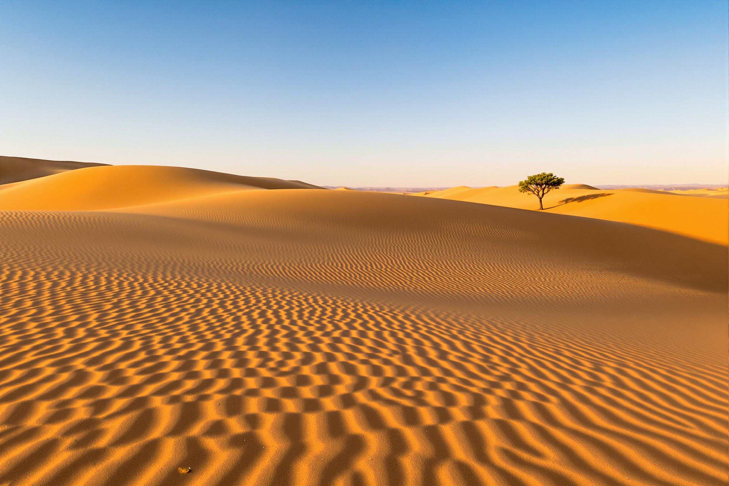 Golden Hour Desert with Acacia Tree