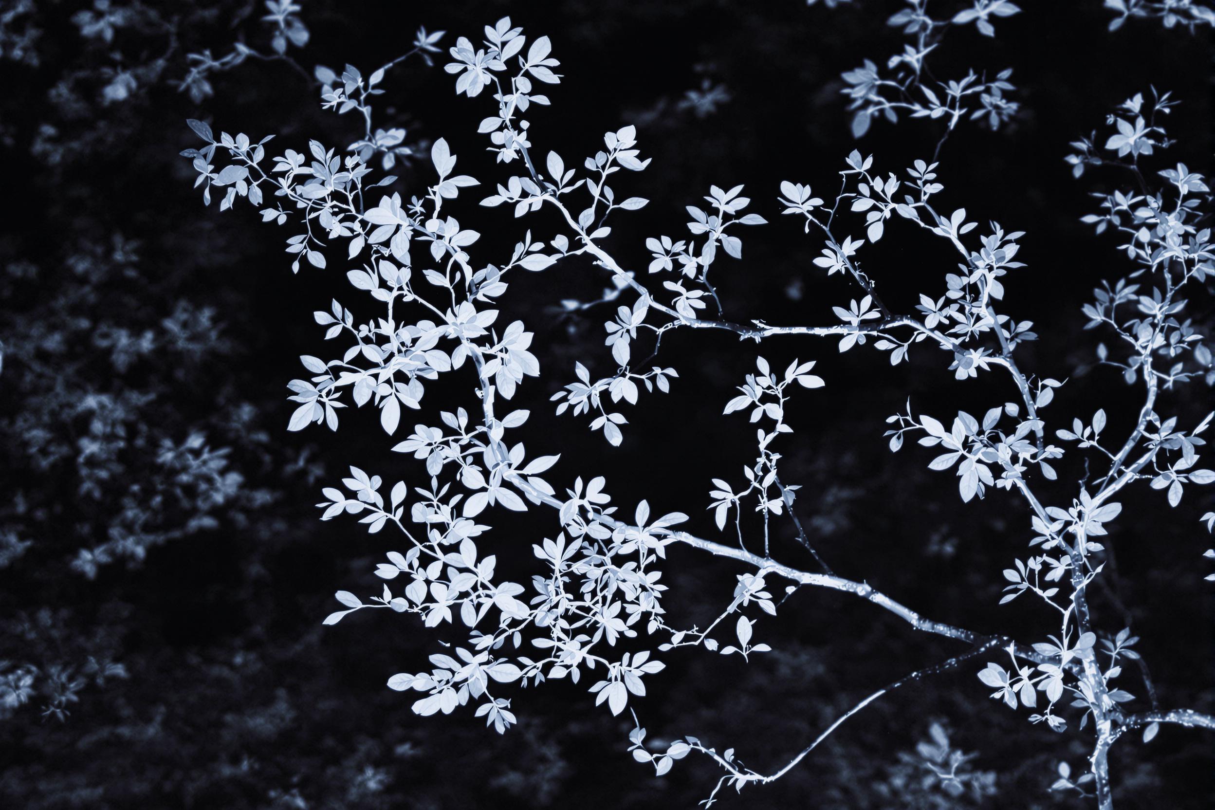 Experimental Infrared Botanical Silhouettes