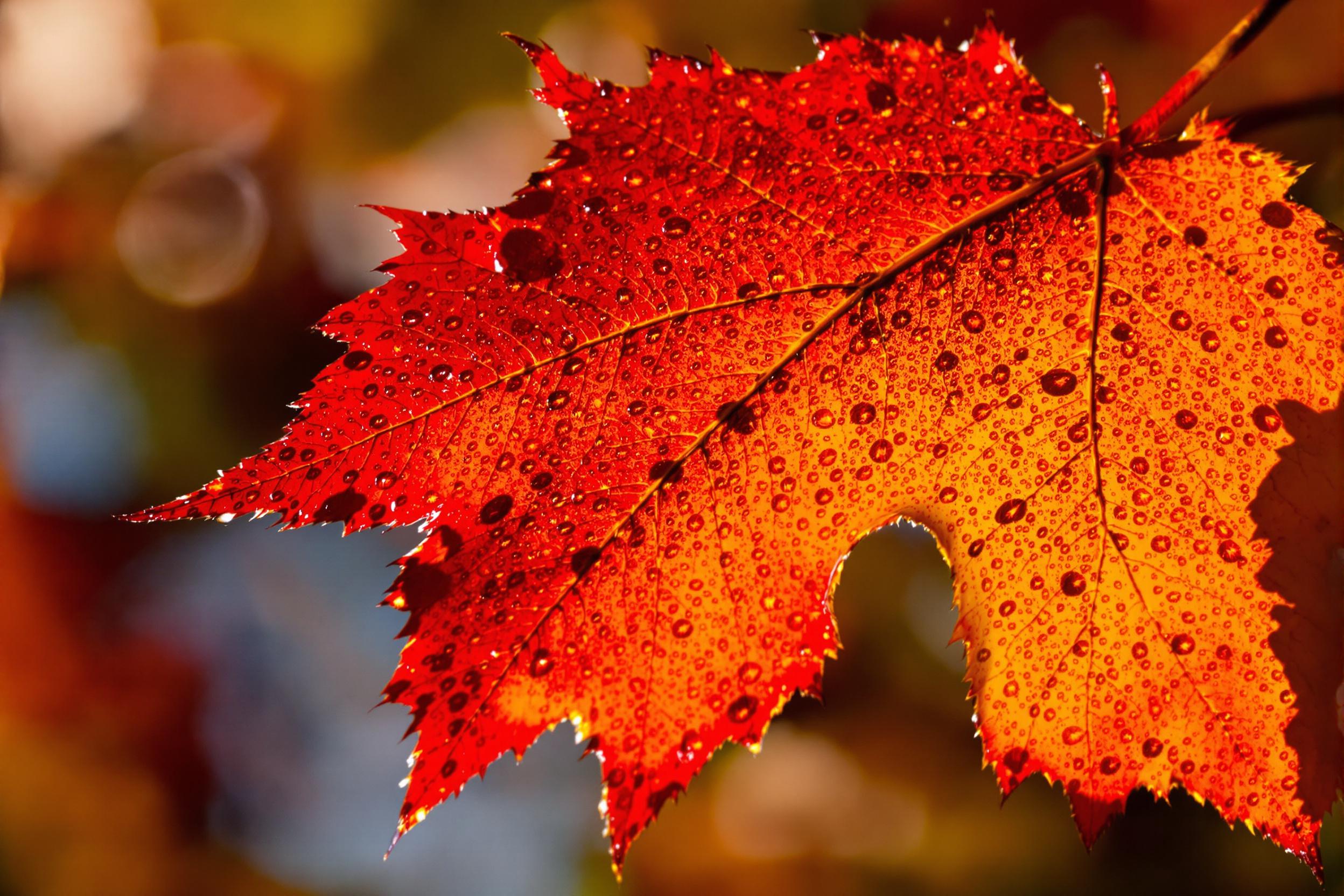 Autumn Dew-Cloaked Leaf