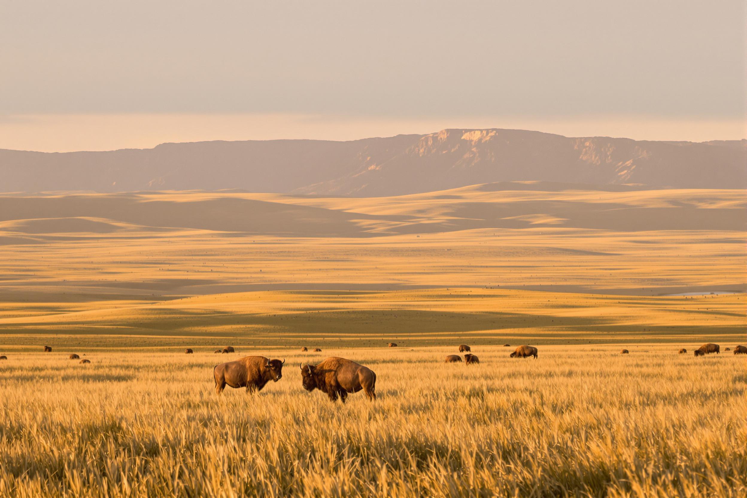 Golden Prairie Sunrise with Grazing Bison