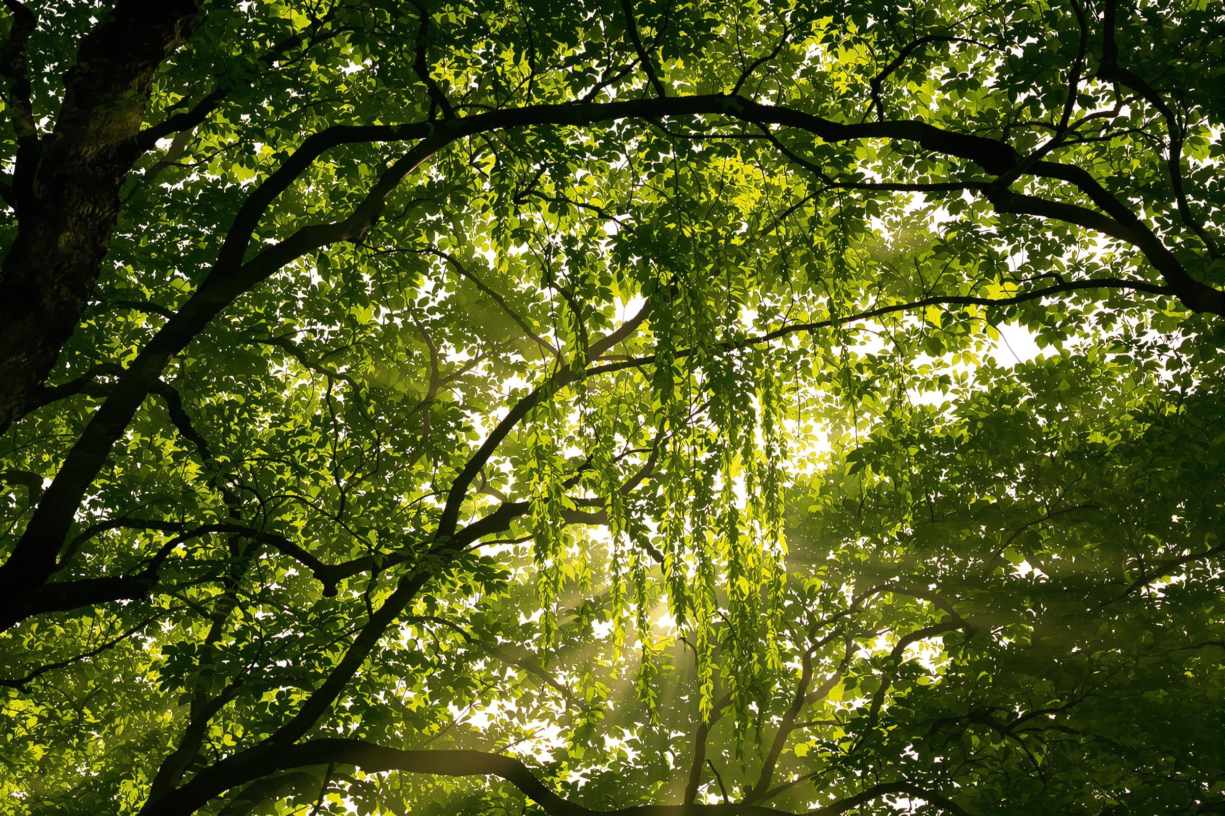 Golden Hour Light Shafts Through Enchanted Forest Canopy