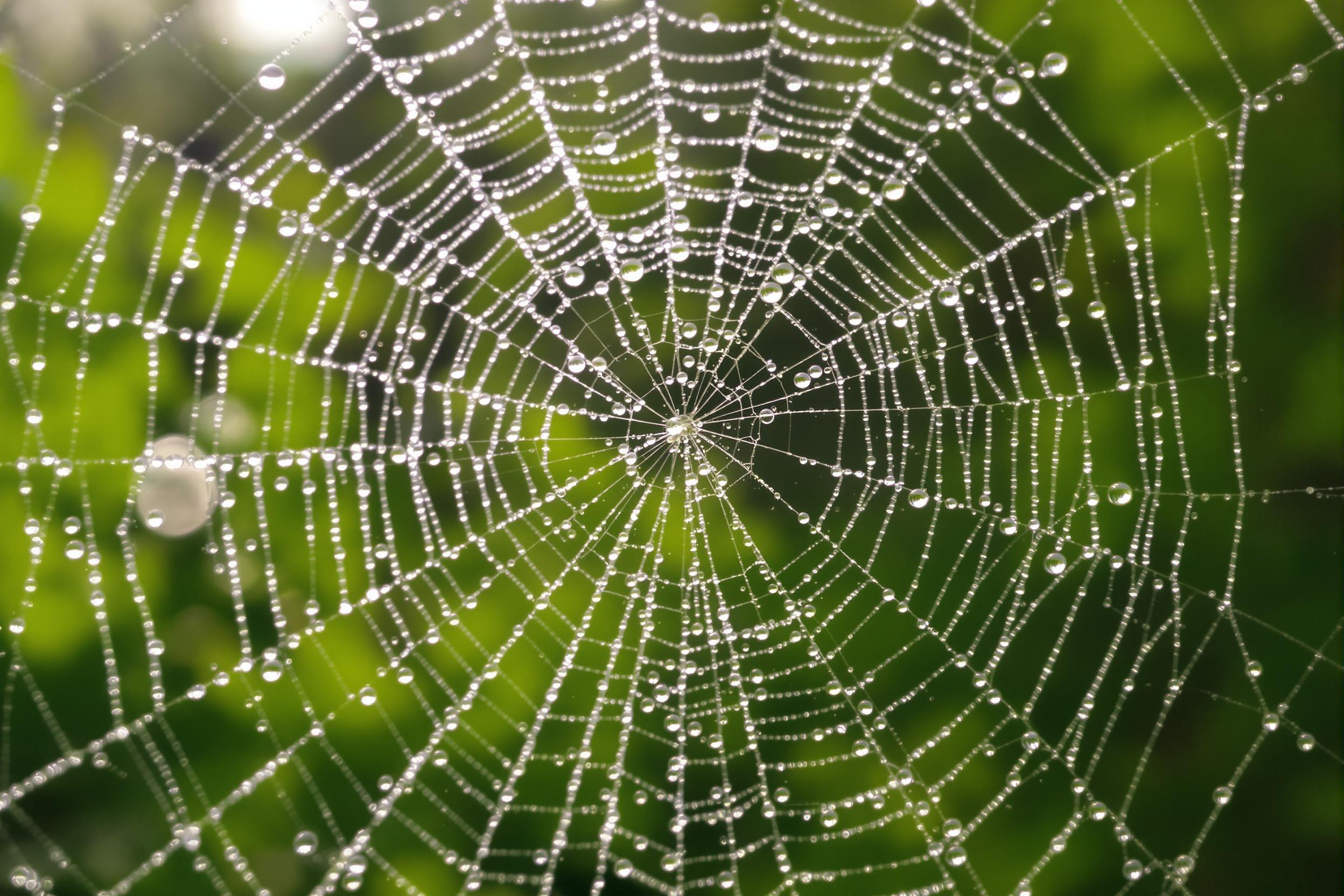 Intricate Cobweb Adorned With Morning Dew