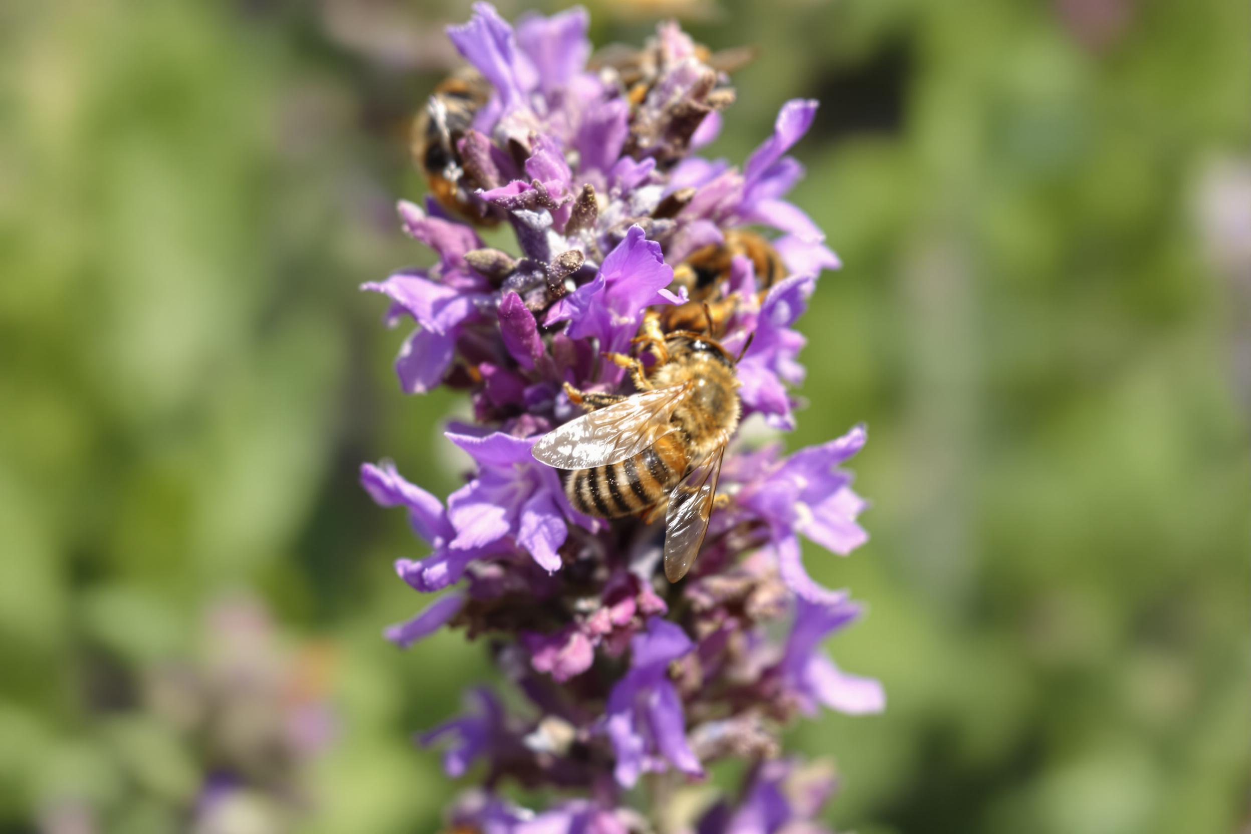 Macro Close-Up of Honeybees on Lavender