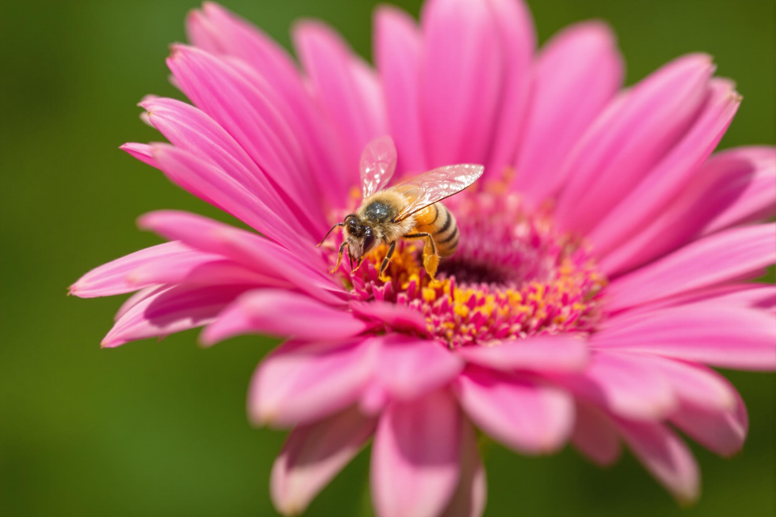 Honeybee Pollinating Pink Gerbera Daisy