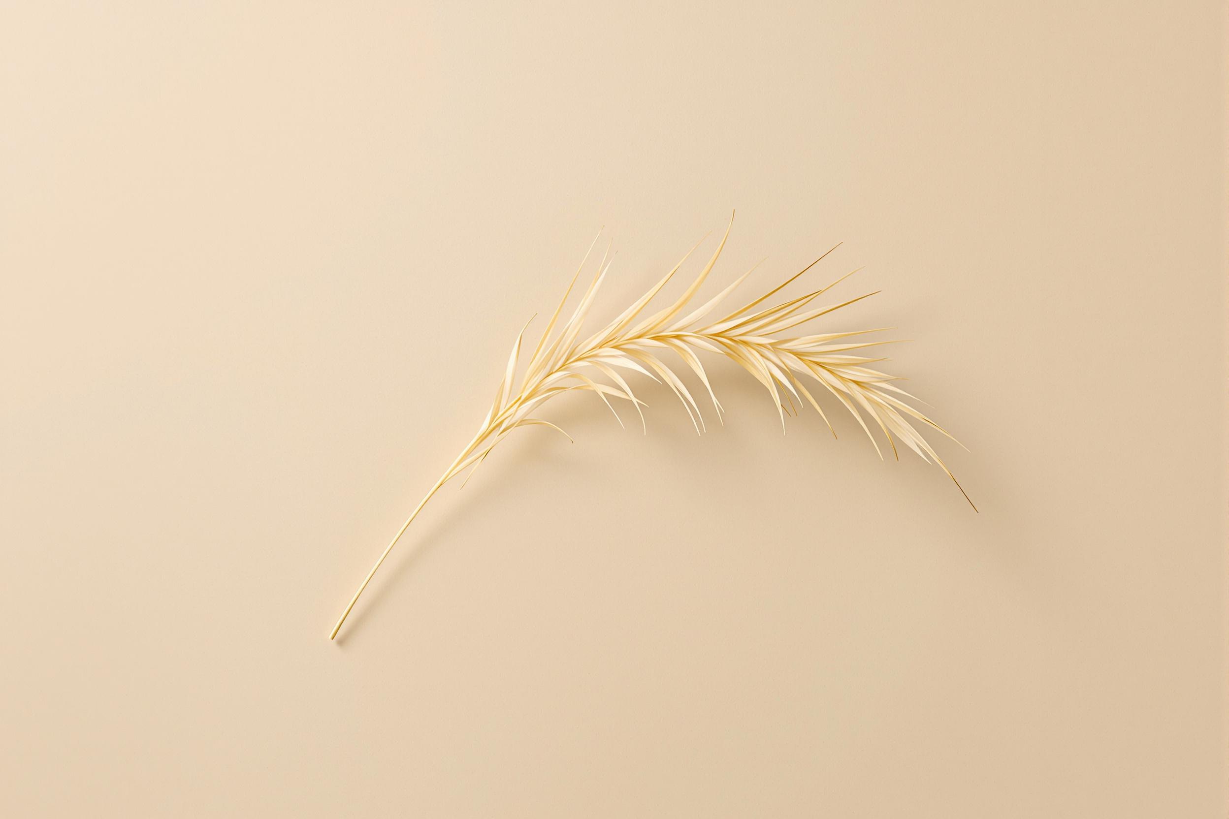 Curved Blade of Grass in Minimal Elegance