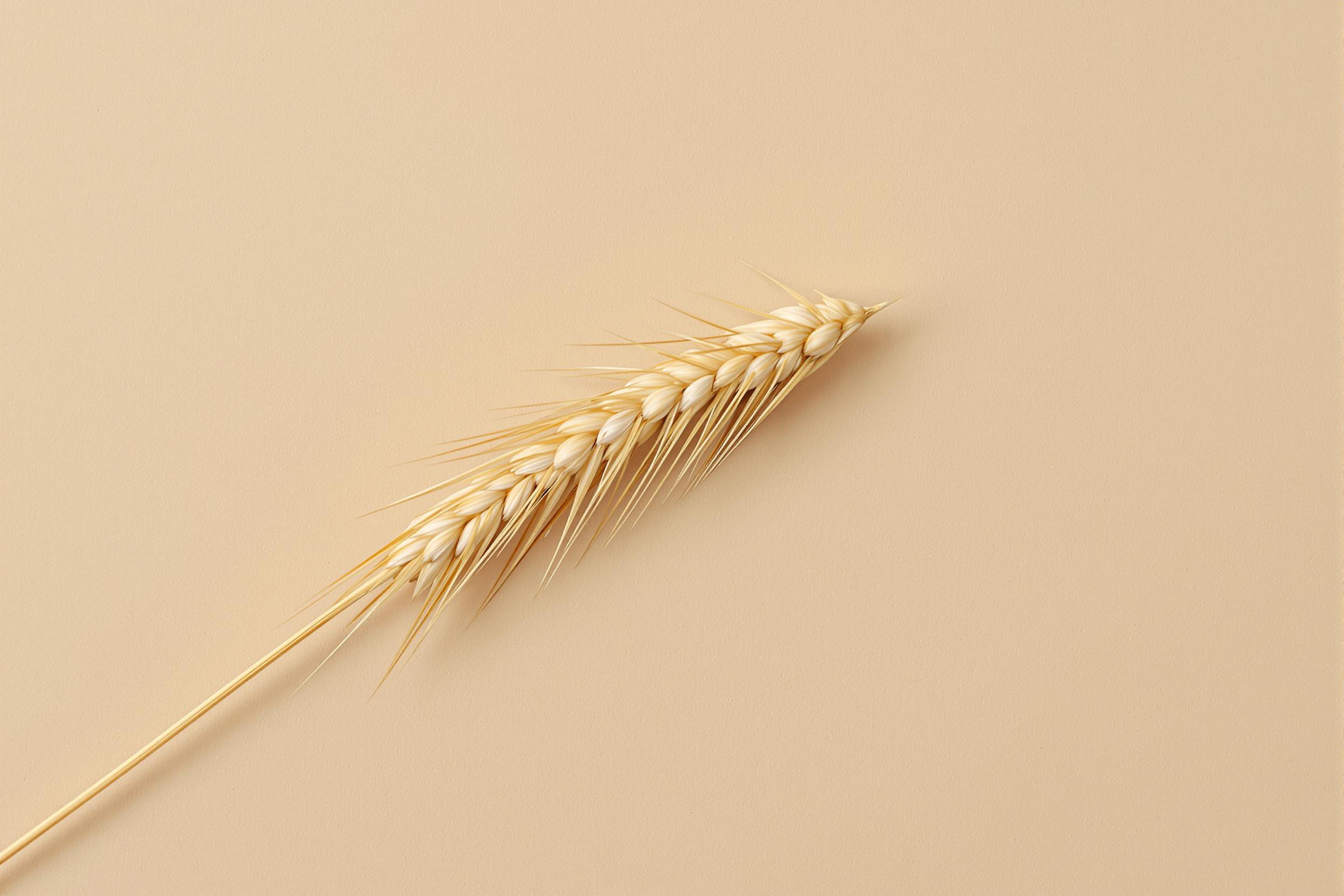 Curled Wheat Stalk on Beige