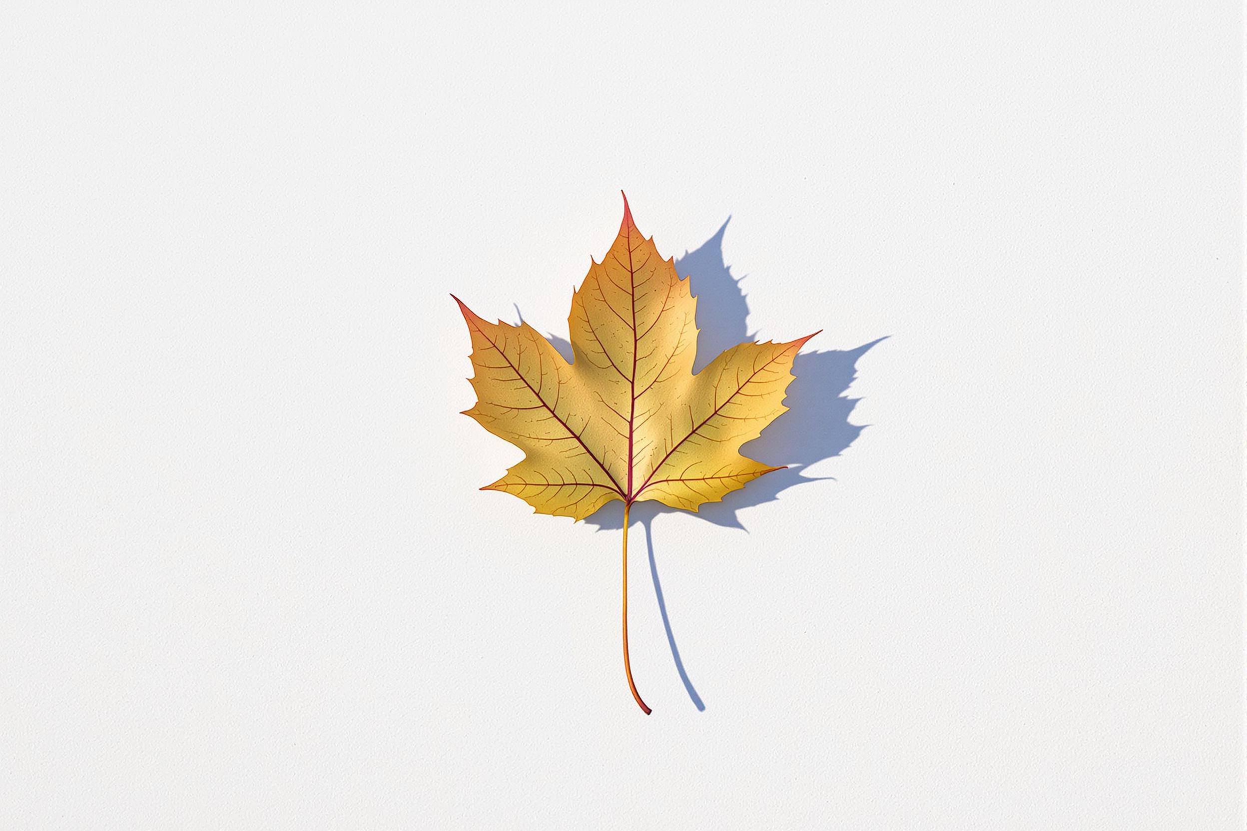 Minimalist Monochrome: Solitary Leaf on Stark White