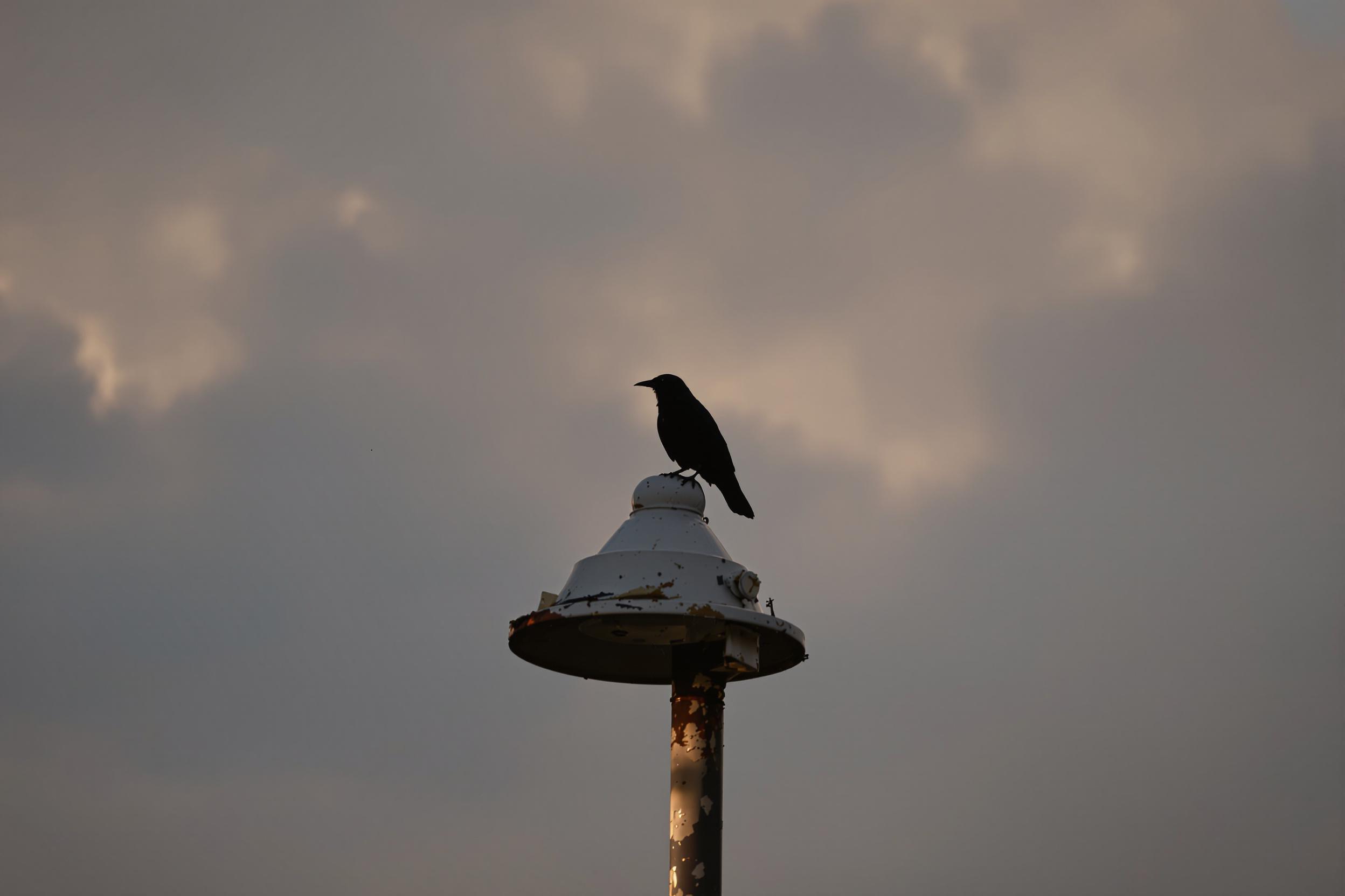 Solitary Crow Silhouette Against Sunset Glow