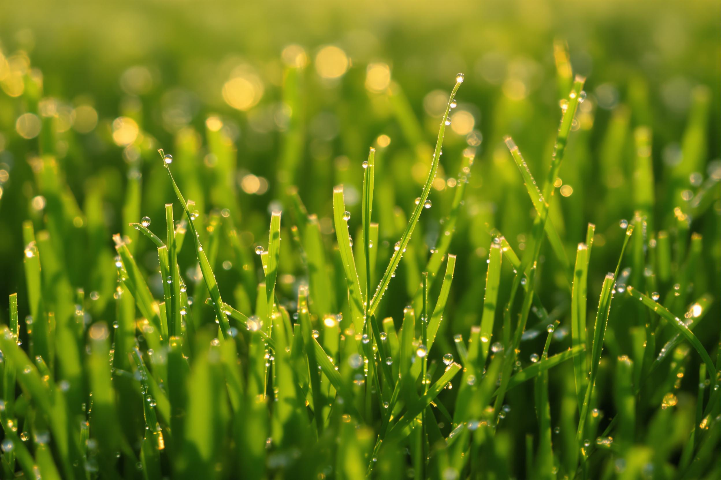 Morning Dew on Meadow Blades