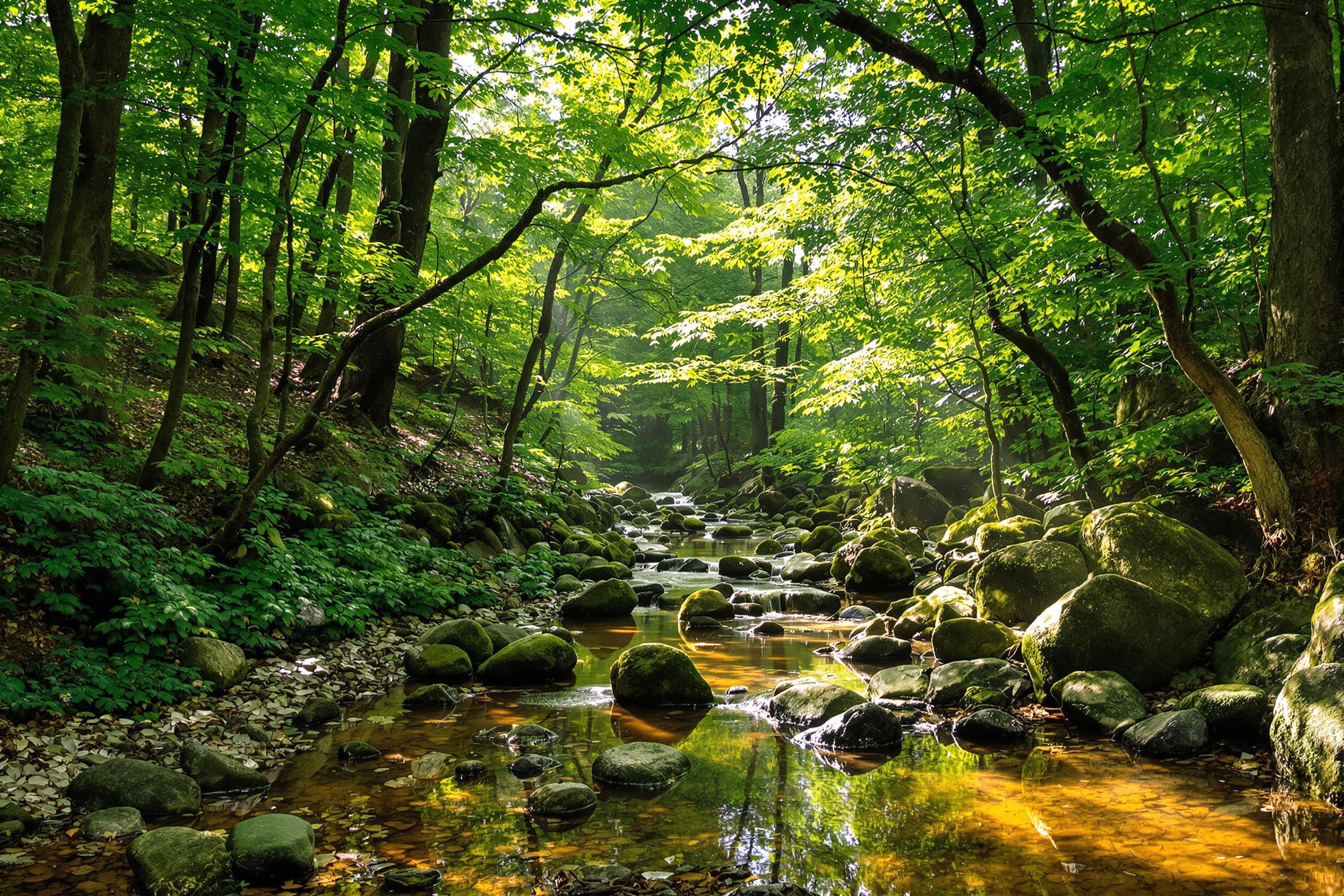 Serene Woodland Brook Beneath Dappled Summer Light