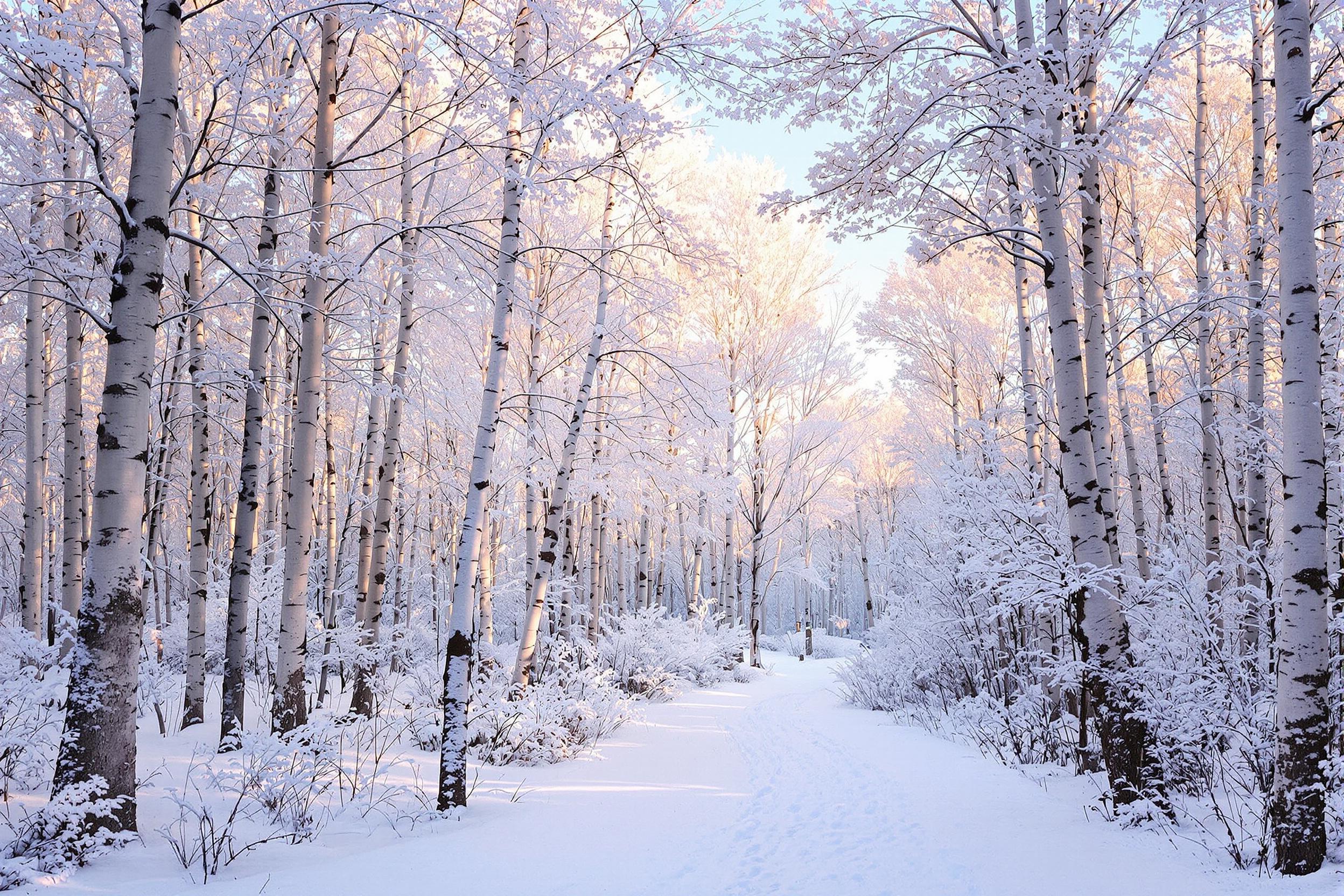 Tranquil Winter Dawn Amidst Aspen Snowy Path