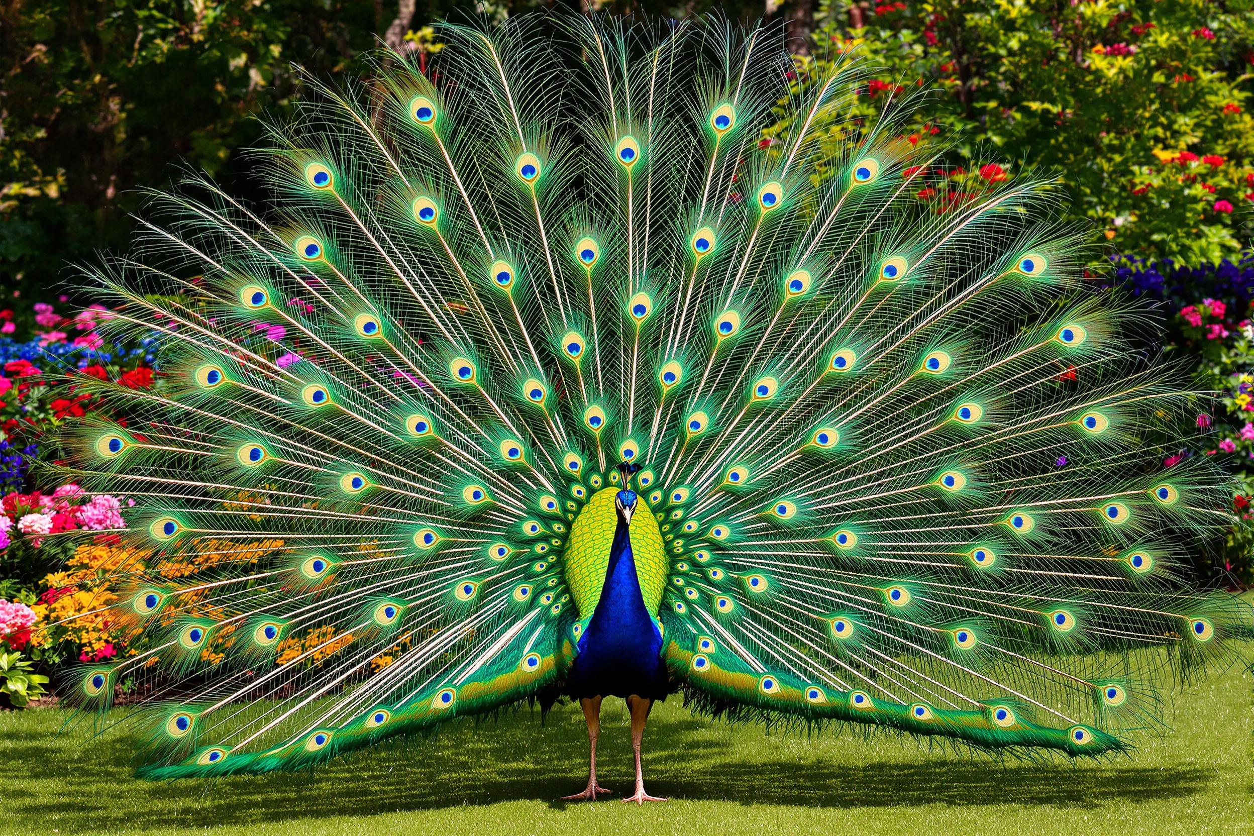 Elegant Peacock Displaying Colorful Feathers in a Botanical Garden