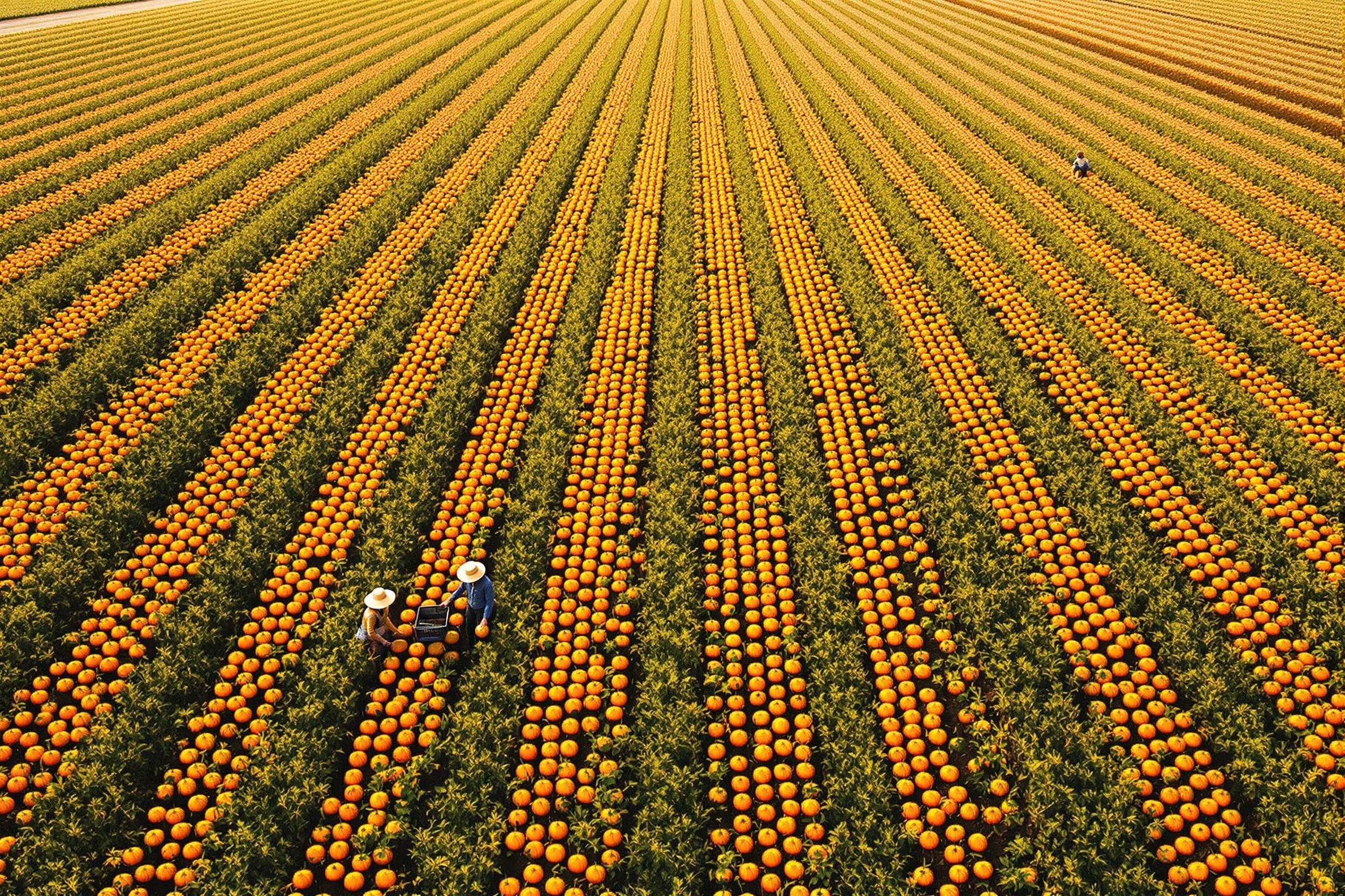 Bird's-eye View of Autumn Pumpkin Harvest