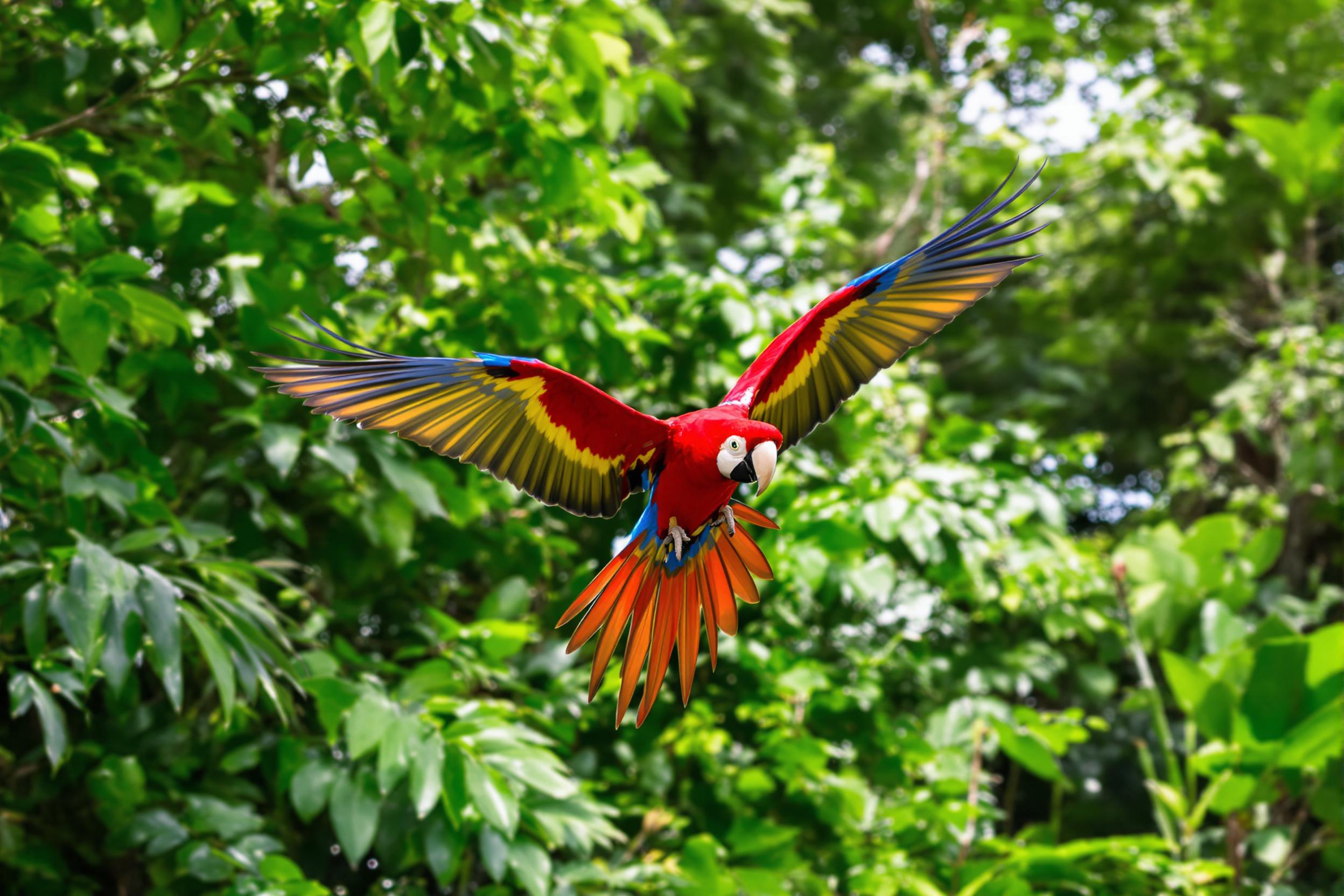 Scarlet Macaw Flying Through Tropical Rainforest