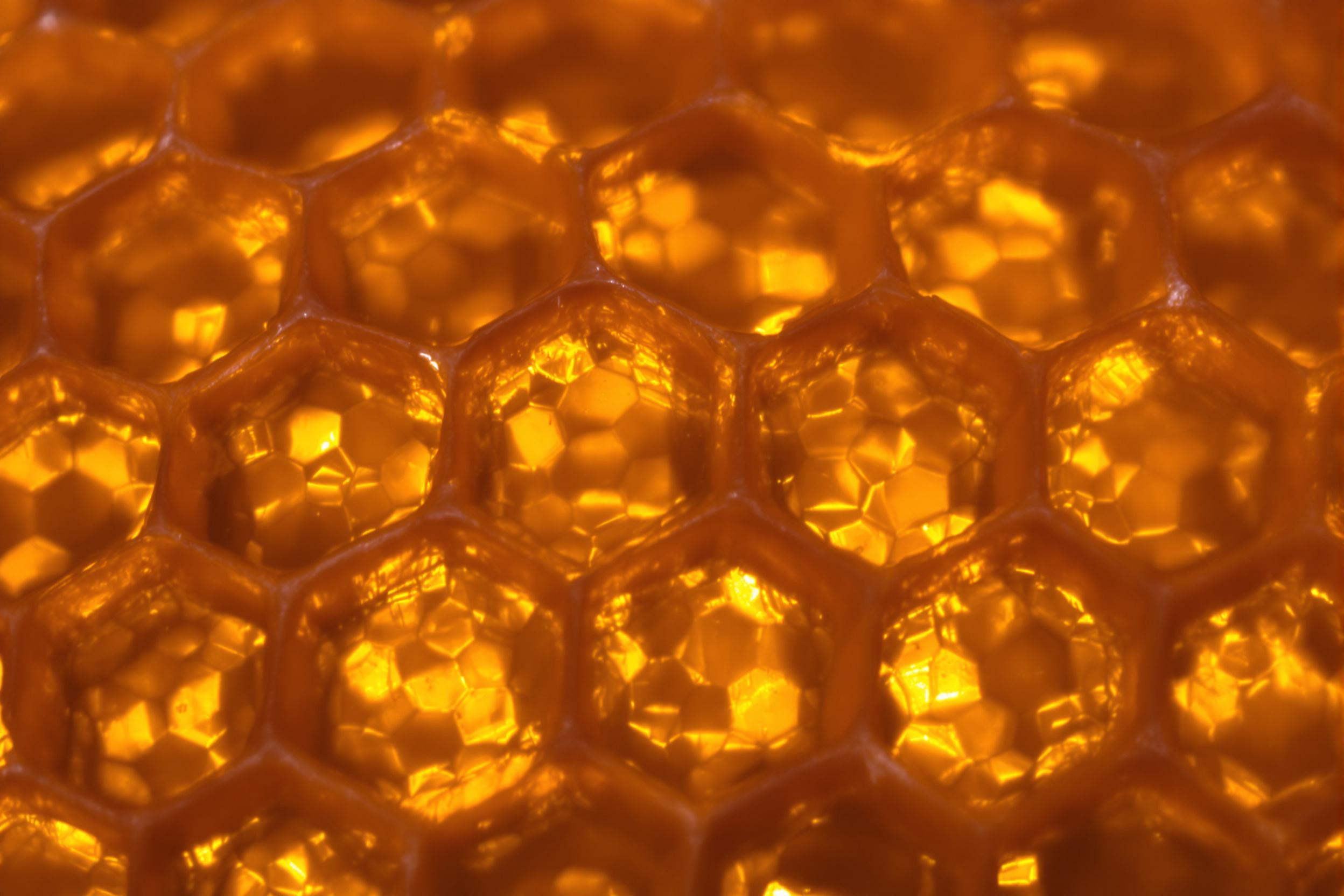 Hypnotic Honeycomb: Nature's Geometric Marvel