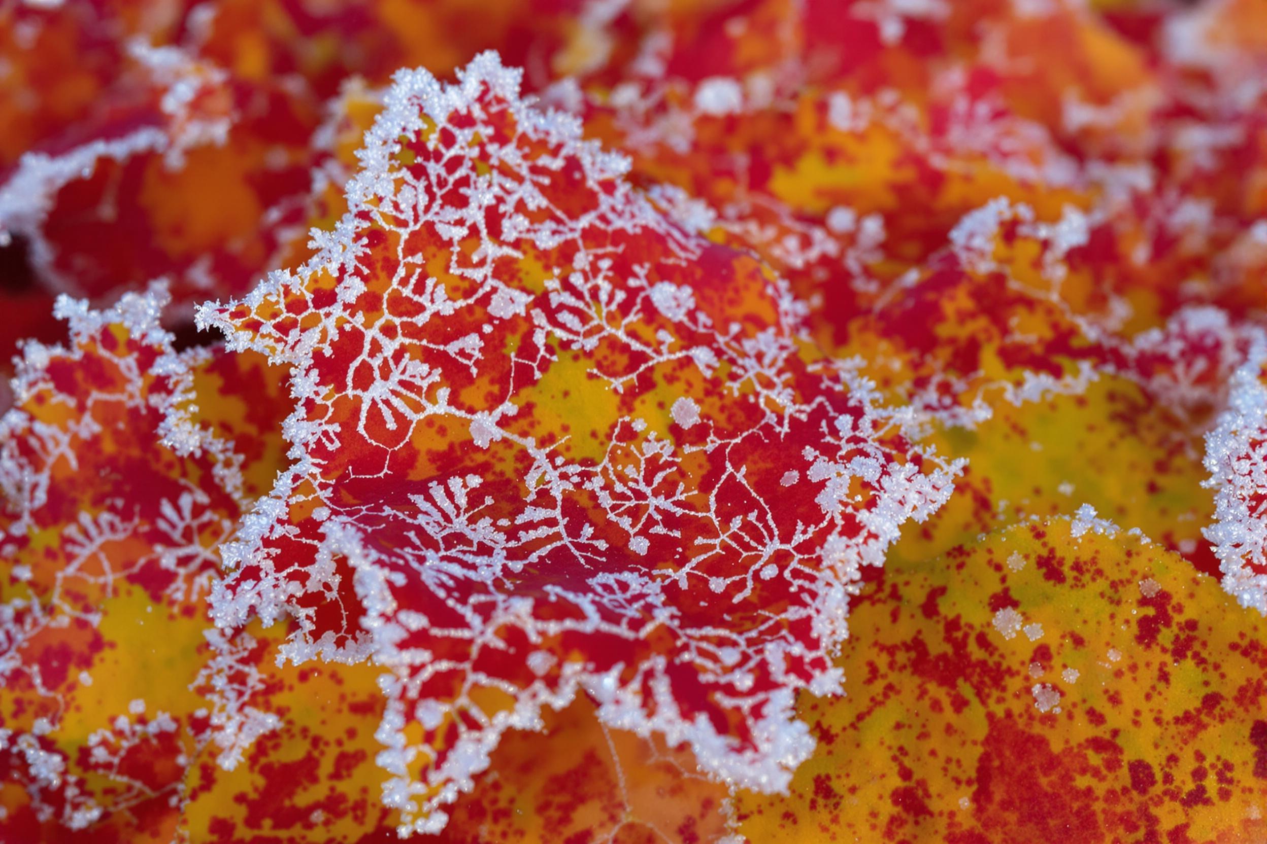 Intricate Frost Patterns on Autumn Leaves