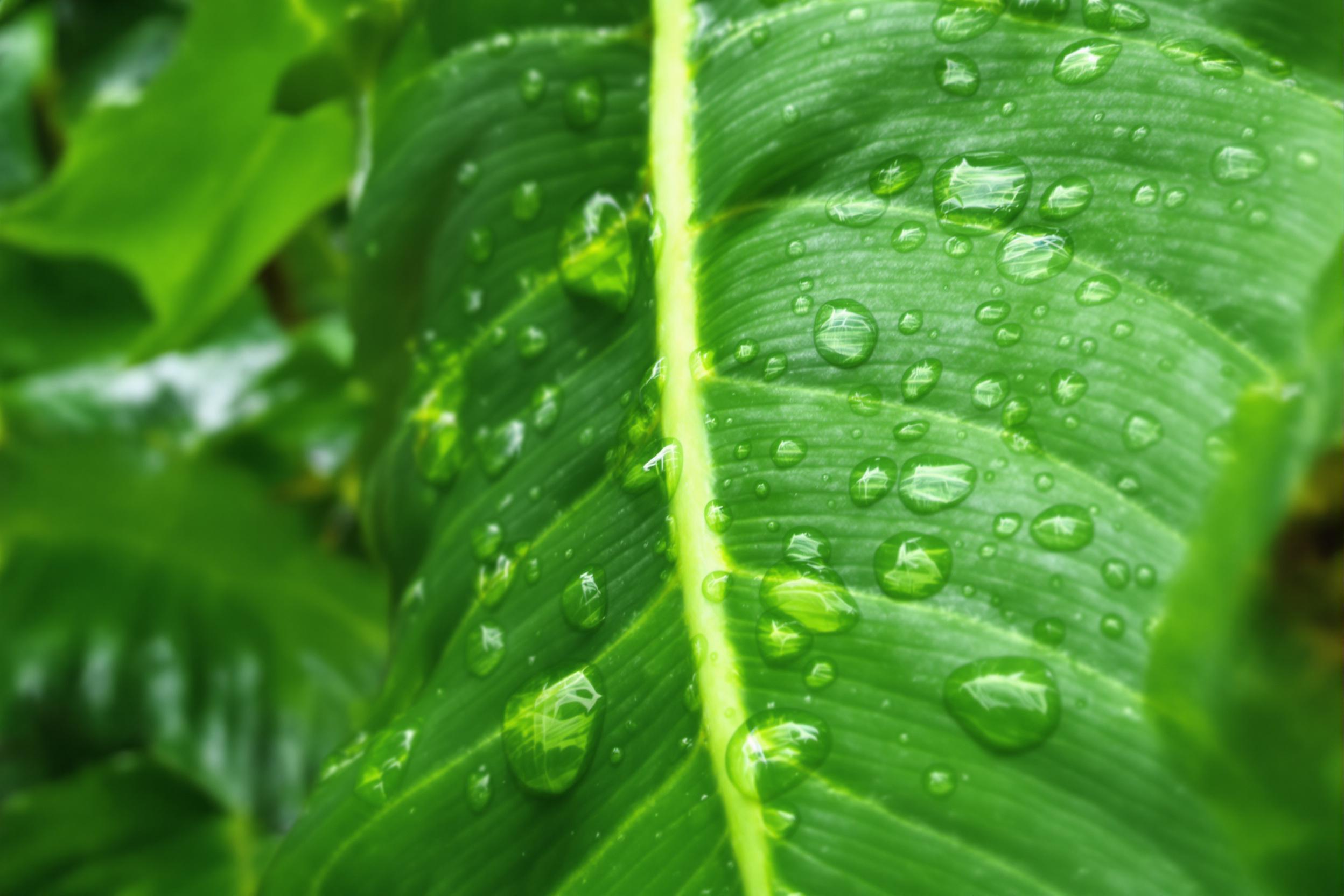 Rain-Drenched Tropical Leaf Close-Up