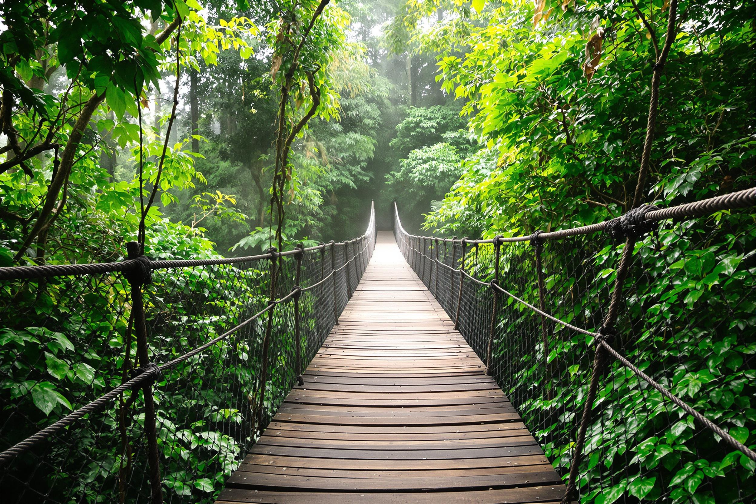 Rope Bridge Amid Misty Tropical Rainforest