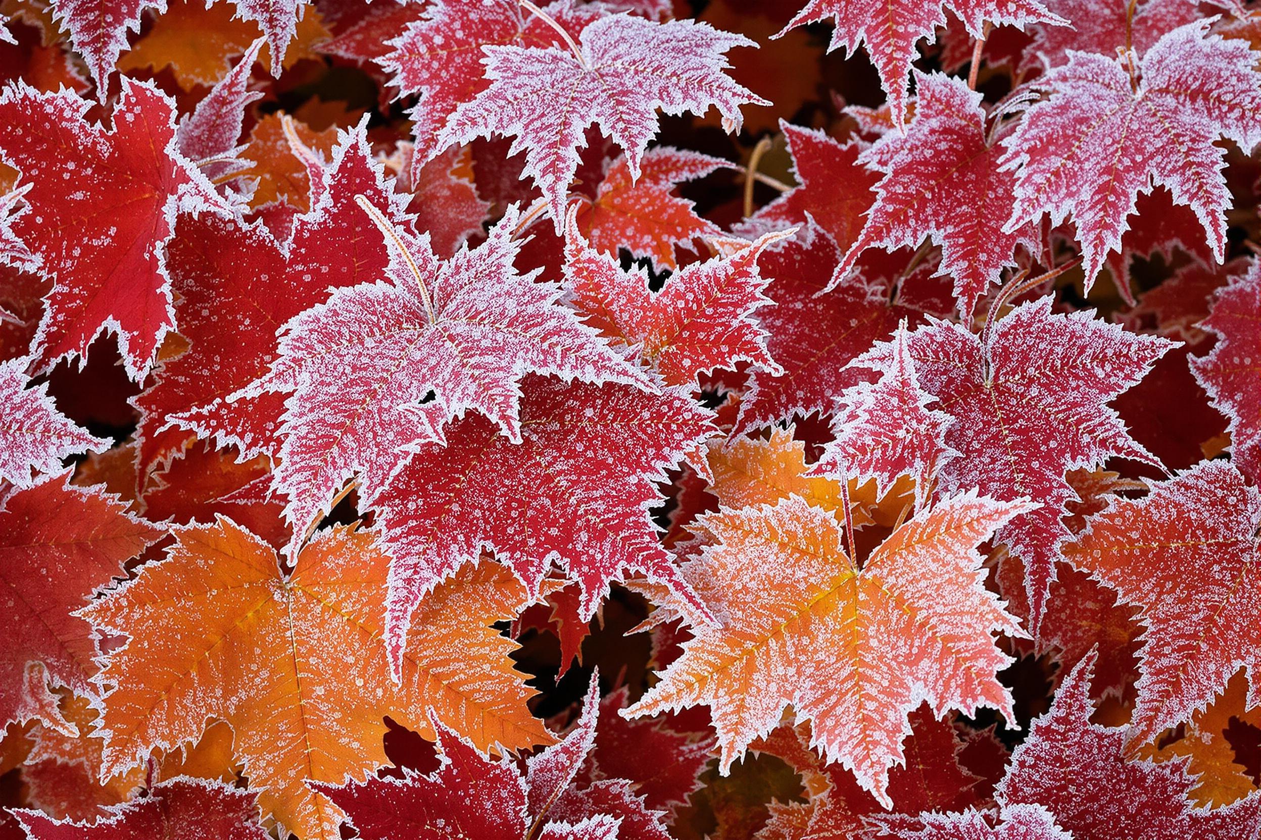 Ethereal Frost Crystals on Autumn Leaves Wallpaper