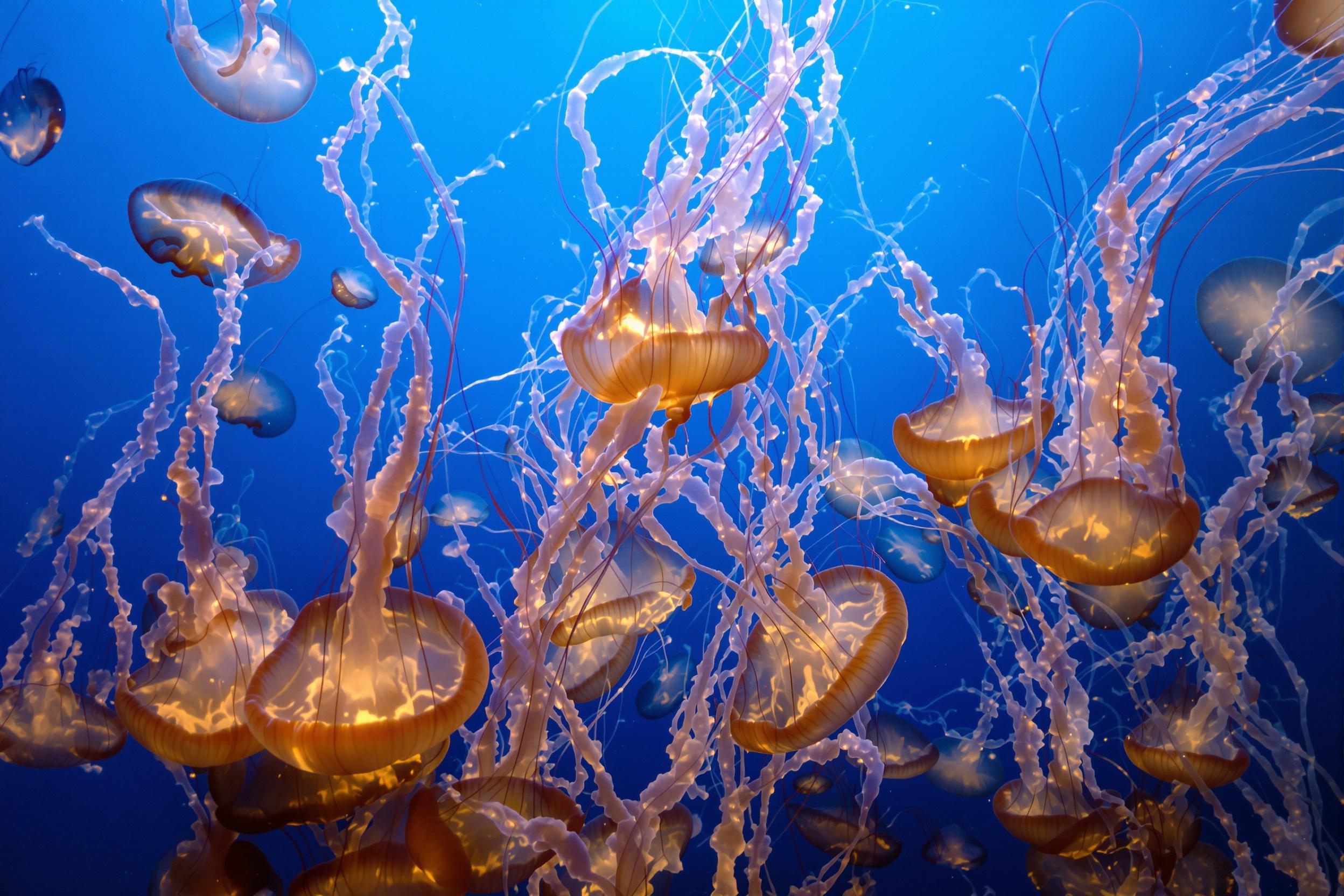 Ethereal Jellyfish Ballet: Underwater Wallpaper Wonder