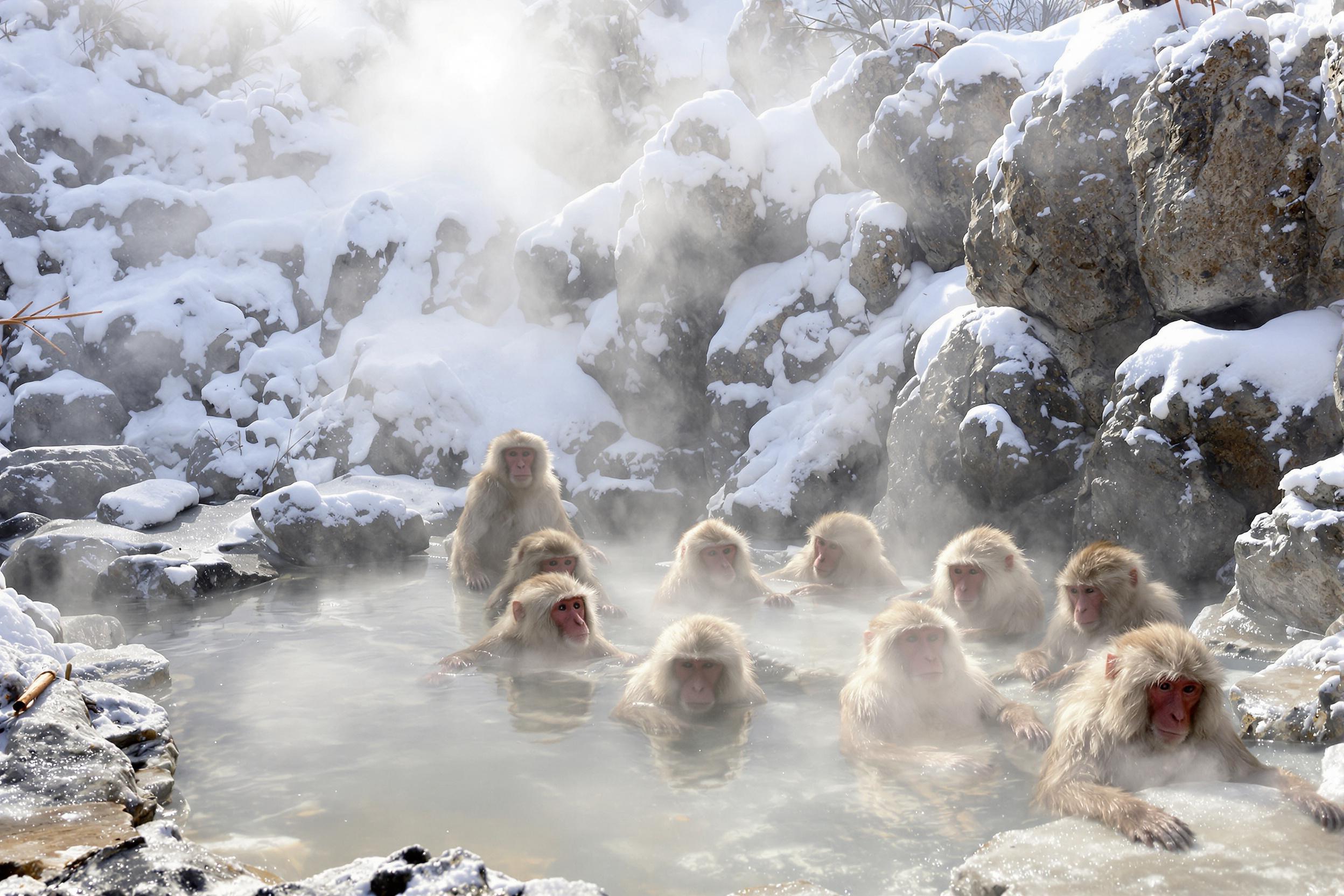 Snow Monkeys Relaxing in Hot Spring