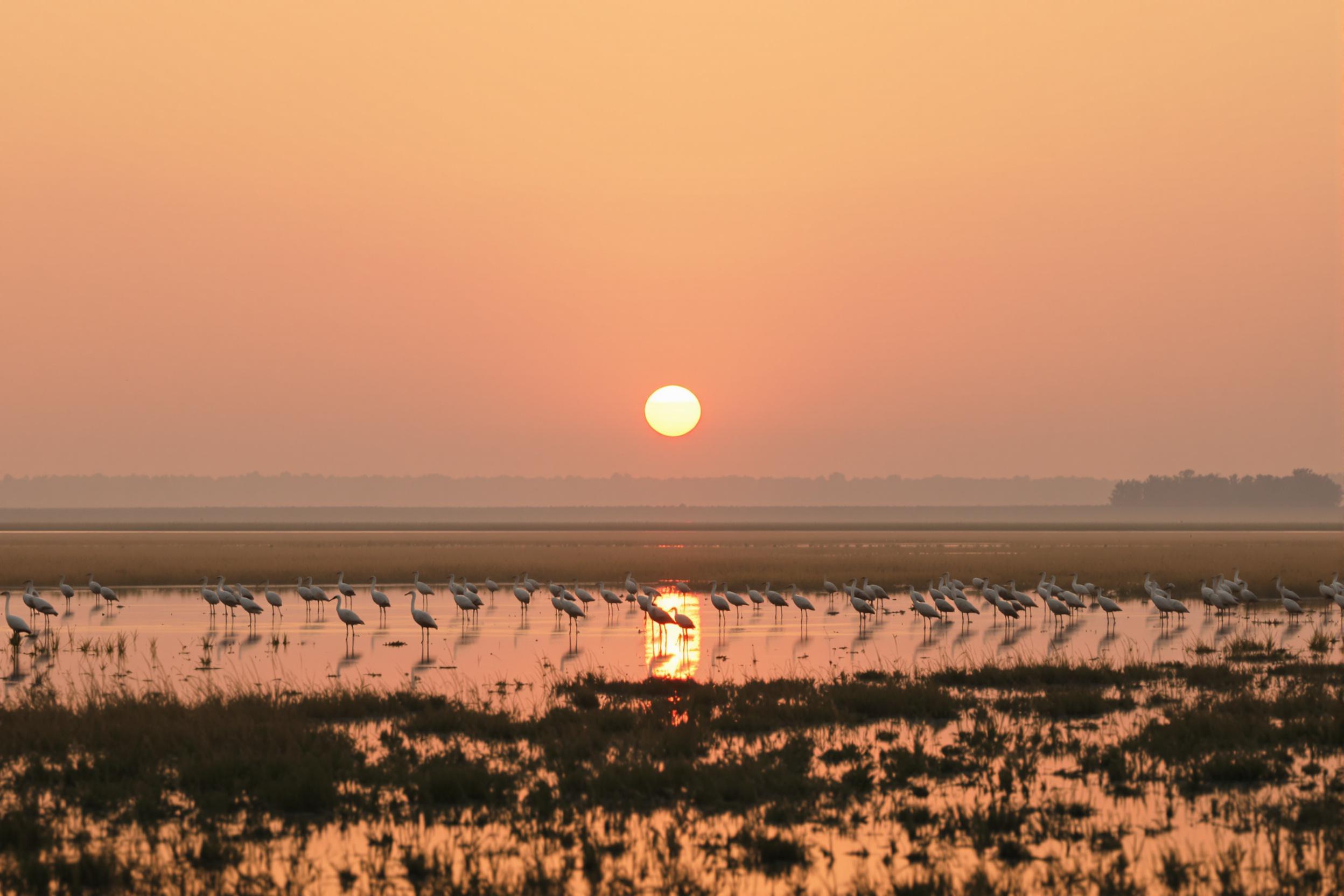 Cranes wading at sunrise in peaceful wetlands