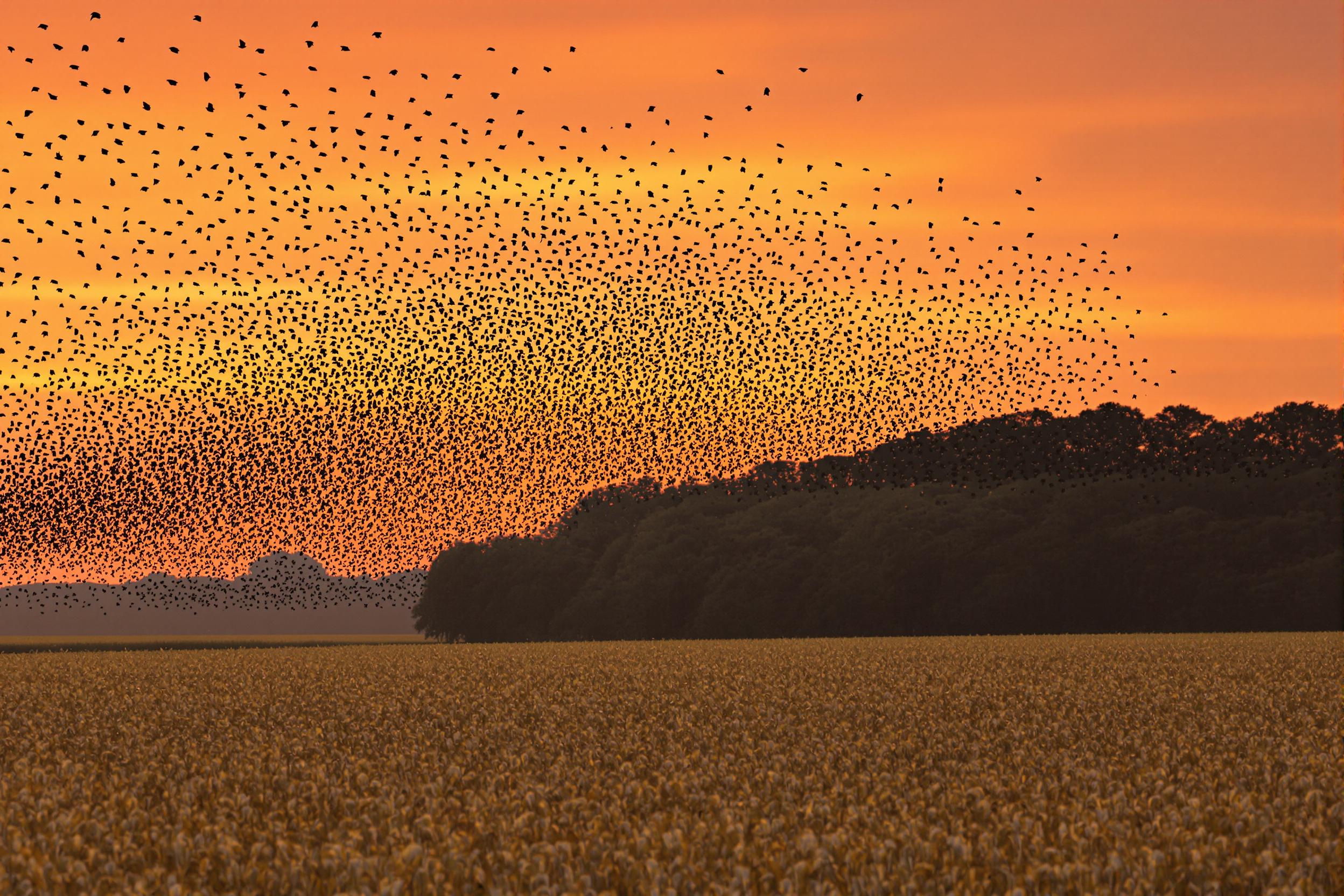 Starling Murmuration Over Sunset Farmland