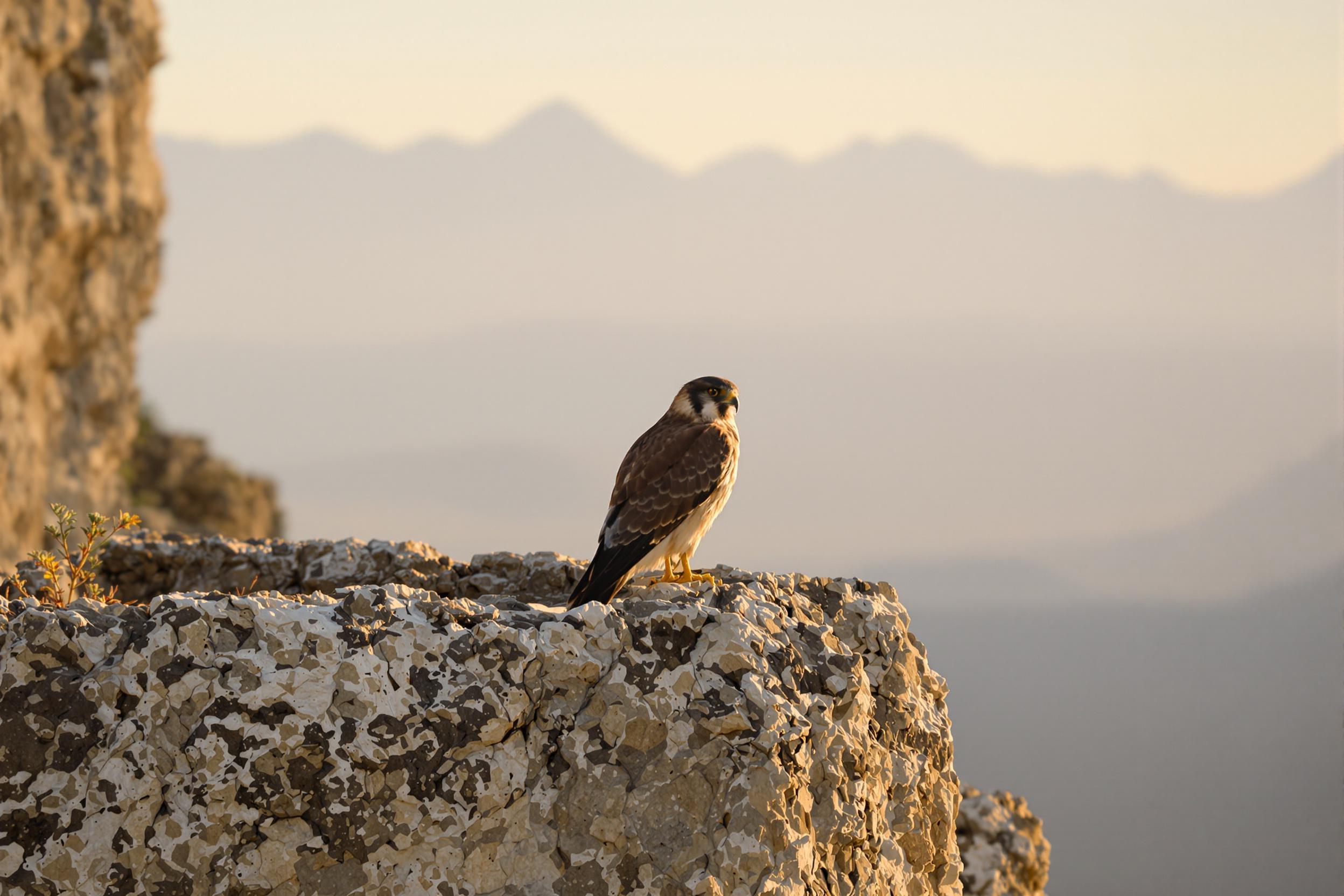 Falcon Perched on a Sunset Cliff