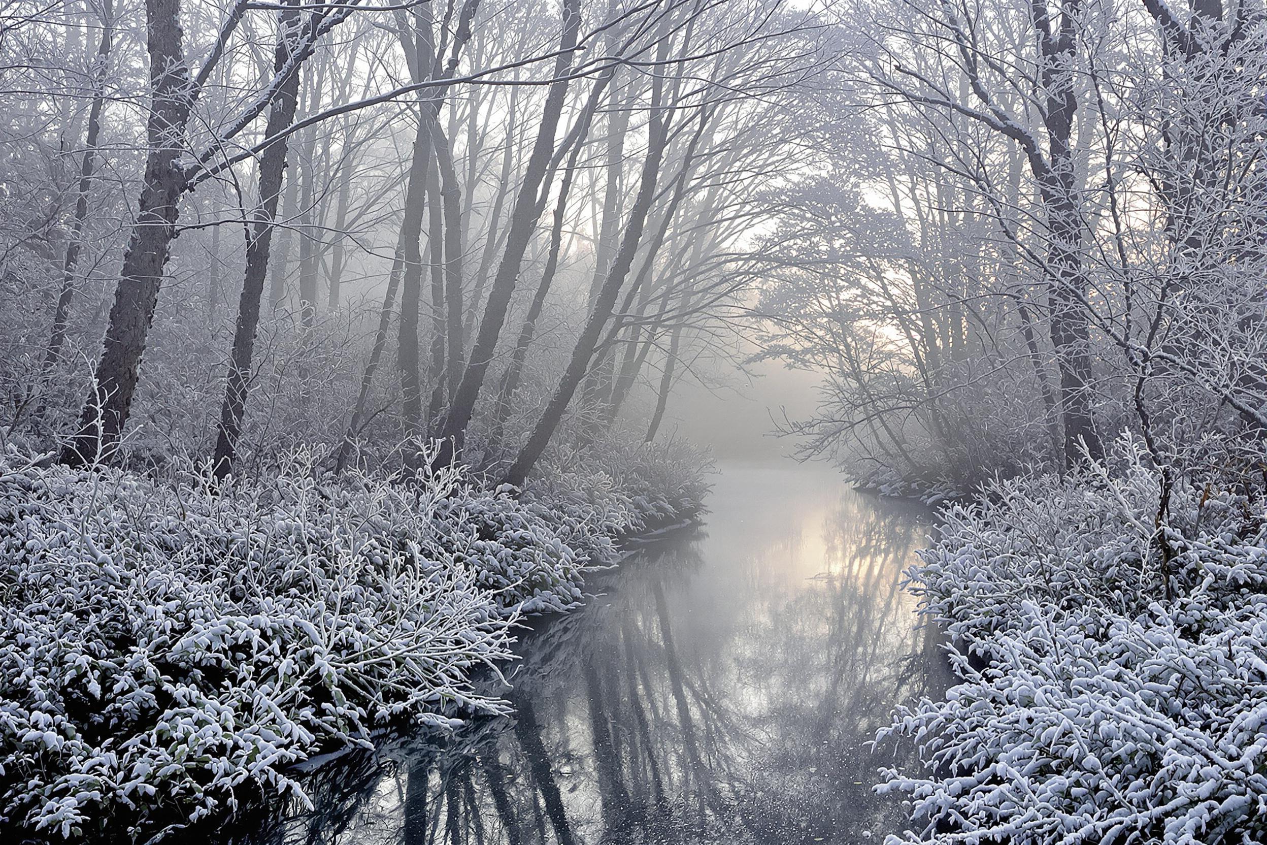 Foggy Winter Forest With Frozen Brook