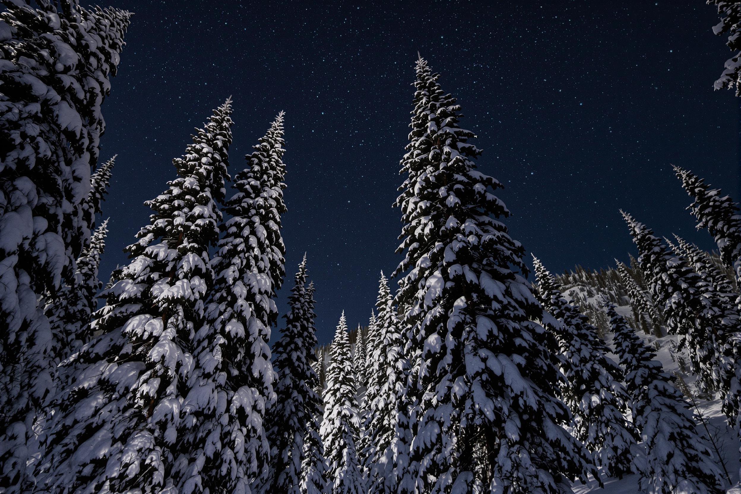 Snow-Covered Pines Under Starry Night