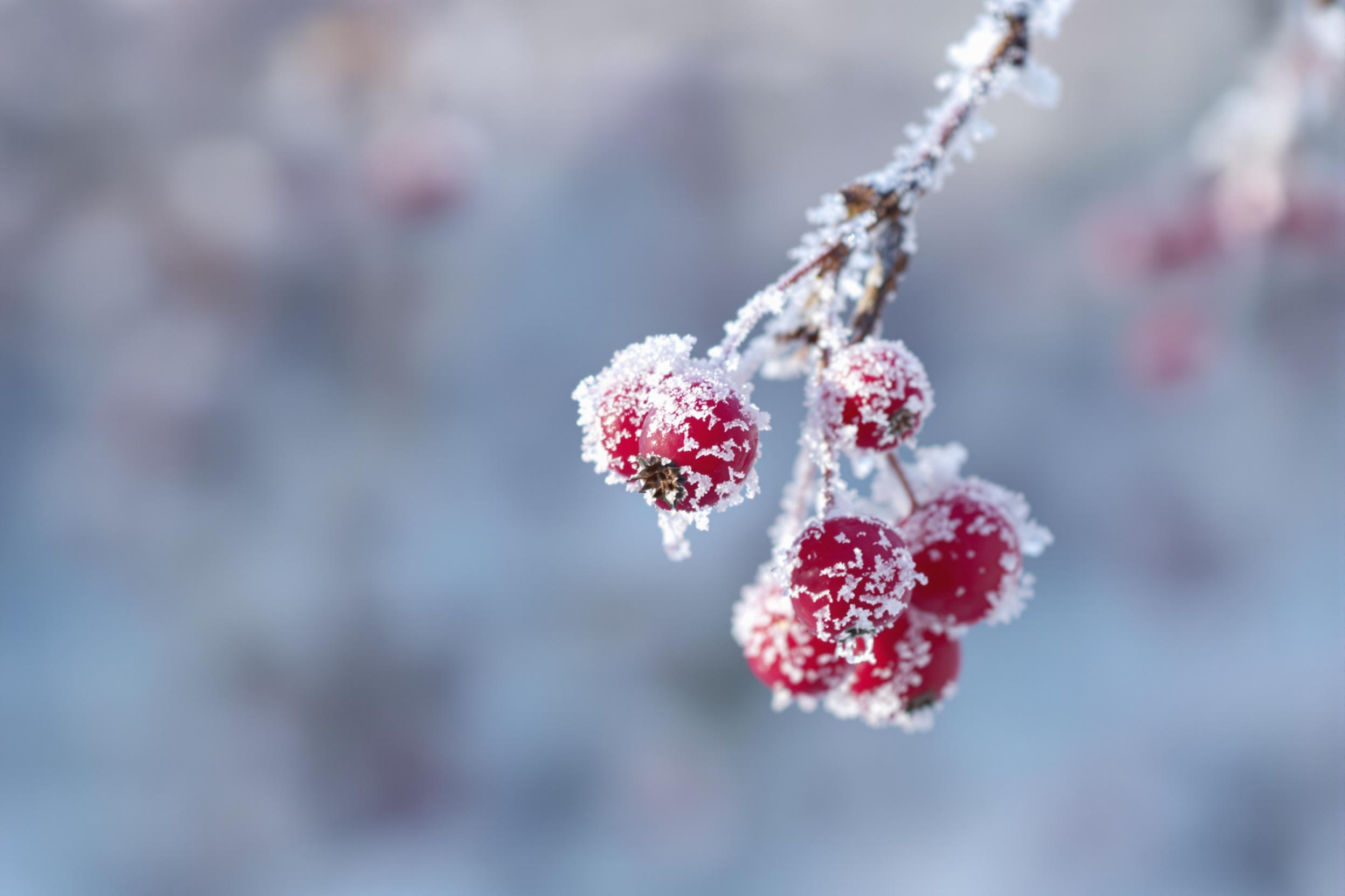 Frost-Covered Winter Berries in Morning Light